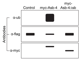 Passage The Ankyrin repeat and SOCS box containing protein 4 (Asb-4)  is highly expressed in the cytosol of hypothalamus cells during the well-fed state but is downregulated during fasting.  In addition, the protein insulin receptor substrate 4 (IRS4) , known to be involved in appetite regulation, is expressed in the cytosol of the same cells as Asb-4.  Accordingly, it was hypothesized that Asb-4 suppresses appetite through interactions with IRS4.Small peptides such as myc (EQKLISEEDL)  and flag (DYKDDDDK)  are often attached to recombinant proteins to facilitate their purification and detection.  HEK293 cells were transfected with plasmids encoding Asb-4 and IRS4 tagged with myc or flag at their N-termini (myc-Asb4 and flag-IRS4, respectively) .  Cell lysates were incubated with beads linked to α-flag, an antibody that binds flag, and proteins that did not bind were washed away.  The bound proteins were then visualized by Western blot using α-myc antibodies.  The α-myc antibody detected the presence of myc, indicating that myc-Asb-4 binds to flag-IRS4.To better understand interactions between Asb-4 and IRS4, cells were transfected with 1 μg of flag-IRS4 plasmid and varying amounts of either myc-Asb-4 plasmid or a plasmid with the sb domain deleted (myc-Asb-4Δsb) .  Flag-IRS4 levels from each set of cells were then quantified, as shown in Figure 1.    <strong>Figure 1</strong>  Flag-IRS4 levels in cells with varying amounts of myc-Asb-4 or myc-Asb-4Δsb plasmid addedIn a follow-up experiment, lysates from transfected cells were again incubated with the α-flag beads, and a Western blot was performed on the precipitated proteins using α-flag, α-myc, and an antibody against ubiquitin (α-ub) .  The results are shown in Figure 2.    <strong>Figure 2</strong>  Ubiquitin, flag-IRS4, and myc-Asb-4 levels in cells transfected with flag-IRS4 and either an empty vector (control) , myc-Asb-4 plasmid, or myc-Asb-4Δsb plasmid Adapted from Li JY, Chai B, Zhang W, et al. Ankyrin repeat and SOCS box containing protein 4 (Asb-4)  colocalizes with insulin receptor substrate 4 (IRS4)  in the hypothalamic neurons and mediates IRS4 degradation. BMC Neurosci. 2011;12:95. -Which of the following most accurately describes the interaction between α-flag and flag-IRS4? A) A noncovalent protein-protein interaction B) A covalent protein-protein interaction C) A noncovalent protein-carbohydrate interaction D) A covalent protein-carbohydrate interaction