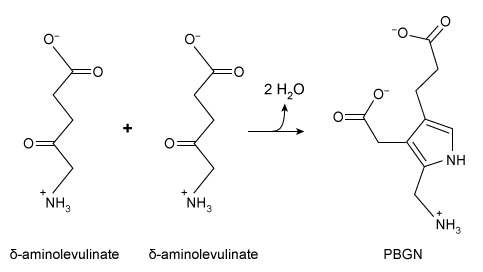Passage Porphyrin biosynthesis is a multistep process that is required for production of porphyrin derivatives such as heme, which is a crucial component of hemoglobin, myoglobin, and the cytochrome cofactors of the electron transport chain.  In the first step of this pathway, the enzyme porphobilinogen synthase catalyzes the production of porphobilinogen (PBGN)  from two δ-aminolevulinate molecules, as shown in Reaction 1.    <strong>Reaction 1</strong>In the next step, the monomeric enzyme hydroxymethylbilane synthase (HMBS)  combines four PBGN molecules to form hydroxymethylbilane (Reaction 2) .  Several additional steps are required to convert hydroxymethylbilane to heme.    <strong>Reaction 2</strong>Defects in HMBS activity can lead to accumulation of δ-aminolevulinate and porphobilinogen in the liver and blood plasma.  The accumulation of these molecules can cause acute intermittent porphyria, a disorder characterized by episodes of severe abdominal pain.  Researchers expressed, purified, and assessed several variants of HMBS for enzymatic activity (Table 1)  and thermal stability (Figure 1) .<strong>Table 1</strong>  Michaelis-Menten equations generated from several HMBS variants, with V<sub>0</sub> and V<sub>max</sub> measured in nmol/hr and [PBGN] and K<sub>m</sub> measured in μM.  (Note: All reactions were carried out with 1 μM HMBS.)       <strong>Figure 1</strong>  Thermal stability of several HMBS variants -What type of reaction does porphobilinogen synthase catalyze? A) Hydrolysis B) Condensation C) Deamination D) Methylation