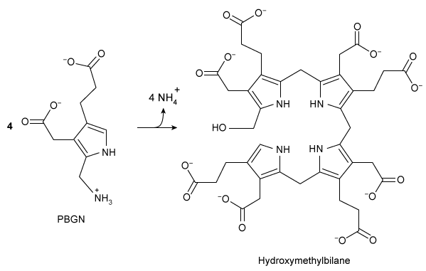 Passage Porphyrin biosynthesis is a multistep process that is required for production of porphyrin derivatives such as heme, which is a crucial component of hemoglobin, myoglobin, and the cytochrome cofactors of the electron transport chain.  In the first step of this pathway, the enzyme porphobilinogen synthase catalyzes the production of porphobilinogen (PBGN)  from two δ-aminolevulinate molecules, as shown in Reaction 1.    <strong>Reaction 1</strong>In the next step, the monomeric enzyme hydroxymethylbilane synthase (HMBS)  combines four PBGN molecules to form hydroxymethylbilane (Reaction 2) .  Several additional steps are required to convert hydroxymethylbilane to heme.    <strong>Reaction 2</strong>Defects in HMBS activity can lead to accumulation of δ-aminolevulinate and porphobilinogen in the liver and blood plasma.  The accumulation of these molecules can cause acute intermittent porphyria, a disorder characterized by episodes of severe abdominal pain.  Researchers expressed, purified, and assessed several variants of HMBS for enzymatic activity (Table 1)  and thermal stability (Figure 1) .<strong>Table 1</strong>  Michaelis-Menten equations generated from several HMBS variants, with V<sub>0</sub> and V<sub>max</sub> measured in nmol/hr and [PBGN] and K<sub>m</sub> measured in μM.  (Note: All reactions were carried out with 1 μM HMBS.)       <strong>Figure 1</strong>  Thermal stability of several HMBS variants -What type of reaction does porphobilinogen synthase catalyze? A) Hydrolysis B) Condensation C) Deamination D) Methylation