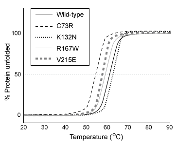 Passage Porphyrin biosynthesis is a multistep process that is required for production of porphyrin derivatives such as heme, which is a crucial component of hemoglobin, myoglobin, and the cytochrome cofactors of the electron transport chain.  In the first step of this pathway, the enzyme porphobilinogen synthase catalyzes the production of porphobilinogen (PBGN)  from two δ-aminolevulinate molecules, as shown in Reaction 1.    <strong>Reaction 1</strong>In the next step, the monomeric enzyme hydroxymethylbilane synthase (HMBS)  combines four PBGN molecules to form hydroxymethylbilane (Reaction 2) .  Several additional steps are required to convert hydroxymethylbilane to heme.    <strong>Reaction 2</strong>Defects in HMBS activity can lead to accumulation of δ-aminolevulinate and porphobilinogen in the liver and blood plasma.  The accumulation of these molecules can cause acute intermittent porphyria, a disorder characterized by episodes of severe abdominal pain.  Researchers expressed, purified, and assessed several variants of HMBS for enzymatic activity (Table 1)  and thermal stability (Figure 1) .<strong>Table 1</strong>  Michaelis-Menten equations generated from several HMBS variants, with V<sub>0</sub> and V<sub>max</sub> measured in nmol/hr and [PBGN] and K<sub>m</sub> measured in μM.  (Note: All reactions were carried out with 1 μM HMBS.)       <strong>Figure 1</strong>  Thermal stability of several HMBS variants -What type of reaction does porphobilinogen synthase catalyze? A) Hydrolysis B) Condensation C) Deamination D) Methylation