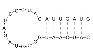 Certain RNA molecules can fold into structures known as hairpins, as depicted below.   Which of the following RNA hairpins is the most stable? A)    B)    C)    D)   