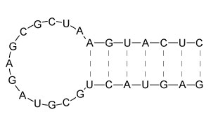 Certain RNA molecules can fold into structures known as hairpins, as depicted below.   Which of the following RNA hairpins is the most stable? A)    B)    C)    D)   
