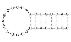Certain RNA molecules can fold into structures known as hairpins, as depicted below.   Which of the following RNA hairpins is the most stable? A)    B)    C)    D)   
