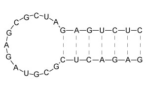 Certain RNA molecules can fold into structures known as hairpins, as depicted below.   Which of the following RNA hairpins is the most stable? A)    B)    C)    D)   