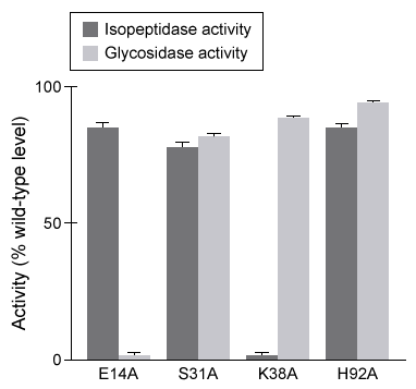 Passage Destabilase, an enzyme found in the saliva of leeches, exhibits at least two activities: isopeptidase activity and glycosidase activity.  Isopeptidase activity is believed to prevent blood clotting by hydrolyzing the isopeptide bond between the ε-amino group of lysine and the γ-carboxyl group of glutamate in fibrin monomers.  The enzyme's glycosidase activity digests sugars found in the peptidoglycans of bacterial cell walls and may play a role in innate immunity.Two isoforms of destabilase were tagged with a polyhistidine tail and recombinantly expressed in E. coli cells.  Both isoforms were then purified by affinity chromatography and eluted by imidazole, which competes with histidine-tagged proteins for column binding.  Each isoform eluted efficiently with 300 mM imidazole.  Five microliters of each purified enzyme were then provided with saturating levels of substrate and assessed for isopeptidase and glycosidase activity at various pH levels, which allowed the optimal pH of enzymatic activities for each isoform to be identified (Figure 1) .  Further studies showed that at optimal pH, both isoforms had approximately the same k<sub>cat</sub> values, but isoform 2 had a lower K<sub>m</sub> than isoform 1 for both enzymatic activities.    <strong>Figure 1</strong>  Isopeptidase activity (A)  and glycosidase activity (B)  of 5 μL of destabilase isoforms 1 and 2 at various pH valuesIsoform 2 was further characterized by mutating specific residues and measuring enzymatic activities at optimal pH.  The results are shown in Figure 2.    <strong>Figure 2</strong>  Isopeptidase and glycosidase activity of isoform 2 of destabilase with various mutations -Given that blood pH is 7.4, what is the approximate isopeptidase activity level of isoform 1 in blood expressed as a percentage of optimal activity? A) 40% B) 50% C) 80% D) 100%