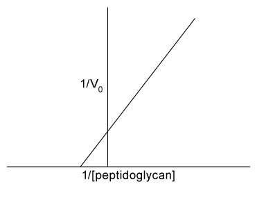 Passage Destabilase, an enzyme found in the saliva of leeches, exhibits at least two activities: isopeptidase activity and glycosidase activity.  Isopeptidase activity is believed to prevent blood clotting by hydrolyzing the isopeptide bond between the ε-amino group of lysine and the γ-carboxyl group of glutamate in fibrin monomers.  The enzyme's glycosidase activity digests sugars found in the peptidoglycans of bacterial cell walls and may play a role in innate immunity.Two isoforms of destabilase were tagged with a polyhistidine tail and recombinantly expressed in E. coli cells.  Both isoforms were then purified by affinity chromatography and eluted by imidazole, which competes with histidine-tagged proteins for column binding.  Each isoform eluted efficiently with 300 mM imidazole.  Five microliters of each purified enzyme were then provided with saturating levels of substrate and assessed for isopeptidase and glycosidase activity at various pH levels, which allowed the optimal pH of enzymatic activities for each isoform to be identified (Figure 1) .  Further studies showed that at optimal pH, both isoforms had approximately the same k<sub>cat</sub> values, but isoform 2 had a lower K<sub>m</sub> than isoform 1 for both enzymatic activities.    <strong>Figure 1</strong>  Isopeptidase activity (A)  and glycosidase activity (B)  of 5 μL of destabilase isoforms 1 and 2 at various pH valuesIsoform 2 was further characterized by mutating specific residues and measuring enzymatic activities at optimal pH.  The results are shown in Figure 2.    <strong>Figure 2</strong>  Isopeptidase and glycosidase activity of isoform 2 of destabilase with various mutations -  The Lineweaver-Burk plot shown above depicts the glycosidase activity of isoform 1.  If both isoforms were tested at equal enzyme concentrations, which of the following would describe the appearance of the plot for isoform 2 relative to isoform 1? A) The x-intercept would be left-shifted and the slope would be decreased. B) The slope would be decreased but the x-intercept would be unaffected. C) The x-intercept would be right-shifted but the slope would be unaffected. D) The slope would be increased and the x-intercept would be right-shifted.