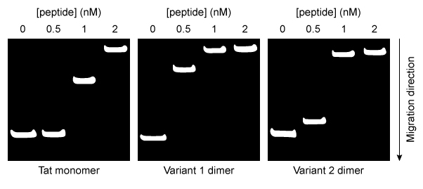 Passage The HIV-derived transactivator of transcription (Tat)  is a short peptide with the sequence RKKRRQRRRPPQ.  When paired with liposomes (ie, synthetic vesicles)  composed of cationic lipids, Tat can transport large molecules across cell membranes and has been studied as a vector for gene therapy.  However, Tat delivers cargo to cells with relatively low efficiency.  Researchers hypothesized that a Tat homodimer could yield stronger DNA binding than the monomer, which may improve the efficiency of DNA delivery.To study this hypothesis, Tat and two variant peptides (Variants 1 and 2)  were produced by solid-phase peptide synthesis, in which the growing peptide chain is immobilized on polystyrene beads.  Unlike biological systems, solid-phase synthesis assembles peptides from the C-terminus to the N-terminus, as shown in Figure 1.    <strong>Figure 1</strong>  Simplified schematic of one round of solid-phase peptide synthesis.  The protecting group is removed during deprotection.  The process is repeated until the peptide is complete.Variants 1 and 2 contained a C-terminal and an N-terminal cysteine residue, respectively.  Each variant was allowed to dimerize by disulfide bond formation.  Peptide-DNA binding interactions were then studied by mixing varying amounts of each peptide with plasmid DNA encoding luciferase protein (pLuc) .  The resulting peptide-DNA complexes were run on agarose gels, with results displayed in Figure 2.    <strong>Figure 2</strong>  Agarose gel results for pLuc plasmid exposed to varying amounts of each peptideEqual concentrations of each type of peptide-DNA complex were then incubated with cationic liposomes and exposed to cultured cells for 24 hours.  The cells were then assessed for luciferase activity.  Greater luciferase activity indicated more efficient delivery of the pLuc plasmid.  The results are shown in Figure 3.    <strong>Figure 3</strong>  Plasmid delivery efficiency of three peptides, as measured by induced luciferase activity Adapted from Lee S-J, Yoon S-H, Doh K-O. Enhancement of gene delivery using novel homodimeric tat peptide formed by disulfide bond. J Microbiol Biotechnol. 2011;21(8) :802-807. -The addition of which reagent would result in the greatest amount of dimerization of the Tat variants? A) A strong acid such as HCl B) A strong base such as NaOH C) A reducing agent such as dithiothreitol D) An oxidizing agent such as oxygen gas