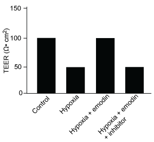 <strong>Passage The lumen of the human gut is lined by a monolayer of epithelial cells that acts as a selectively permeable barrier, preventing the passage of harmful intraluminal foreign antigens, flora, and toxins into the circulation while allowing digestion and absorption of essential dietary nutrients along with the transfer of electrolytes and water.Proteins in the tight junctions of intestinal epithelial cells maintain barrier integrity, but barrier dysfunction occurs when these cells are damaged in the setting of infection, burns, shock, or hypoxia (low oxygen levels).  The transcription factor HIF-1, a heterodimer composed of the macromolecules HIF-1α and HIF-1β, regulates the adaptive cellular response to hypoxia and the consequent expression of tight junction proteins.Researchers assessed the concentration of HIF-1 heterodimer components in human intestinal Caco-2 cells subjected to hypoxia/reoxygenation (H/R) in vitro.  Caco-2 cells, a colon-derived cell line, were cultured under specific conditions to mimic the functional and morphological phenotype of wild-type enterocytes lining the small intestine.  These cells were prepared and grown as a monolayer on a collagen-coated membrane.Next, the monolayer was cultured in hypoxic conditions and then exposed to atmospheric oxygen levels (normoxia) for 30, 60, and 120 minutes.  Protein levels were quantified using direct enzyme-linked immunosorbent assay (ELISA), in which an antibody linked to a reporter enzyme was utilized to bind and detect expression of the target molecule (analyte) in a sample.  When the colorless substrate of the reporter enzyme was added, the enzyme generated a visible colored product that could be quantified based on color intensity.   <strong>Figure 1</strong>  Concentration of (A) HIF-1α and (B) HIF-1β in Caco-2 cells subjected to H/R (Note:  0 minutes = cells cultured in hypoxic conditions)Emodin, an anthraquinone compound that prevents hypoxia-induced epithelial cell disruption, was used in conjunction with a chemical HIF-1α inhibitor (HIF-1α-I) to treat Caco-2 cells in a separate experiment.  Transepithelial electrical resistance (TEER) was assessed as a measure of barrier function, with higher TEER values indicating a more intact epithelial cell barrier.  HIF-1α-I was found to block emodin's protective effect on epithelial barrier integrity. Adapted from Lei Q, Qiang F, Chao D, et al. Int J Mol Med. 2014;34(6):1629-39. Which graphic depicts the most likely effect of the HIF-1α inhibitor on emodin?  (Note: control = cells cultured under normoxic conditions.)</strong> A)   B)   C)   D)   <div style=padding-top: 35px> 