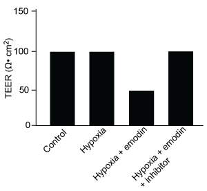 <strong>Passage The lumen of the human gut is lined by a monolayer of epithelial cells that acts as a selectively permeable barrier, preventing the passage of harmful intraluminal foreign antigens, flora, and toxins into the circulation while allowing digestion and absorption of essential dietary nutrients along with the transfer of electrolytes and water.Proteins in the tight junctions of intestinal epithelial cells maintain barrier integrity, but barrier dysfunction occurs when these cells are damaged in the setting of infection, burns, shock, or hypoxia (low oxygen levels).  The transcription factor HIF-1, a heterodimer composed of the macromolecules HIF-1α and HIF-1β, regulates the adaptive cellular response to hypoxia and the consequent expression of tight junction proteins.Researchers assessed the concentration of HIF-1 heterodimer components in human intestinal Caco-2 cells subjected to hypoxia/reoxygenation (H/R) in vitro.  Caco-2 cells, a colon-derived cell line, were cultured under specific conditions to mimic the functional and morphological phenotype of wild-type enterocytes lining the small intestine.  These cells were prepared and grown as a monolayer on a collagen-coated membrane.Next, the monolayer was cultured in hypoxic conditions and then exposed to atmospheric oxygen levels (normoxia) for 30, 60, and 120 minutes.  Protein levels were quantified using direct enzyme-linked immunosorbent assay (ELISA), in which an antibody linked to a reporter enzyme was utilized to bind and detect expression of the target molecule (analyte) in a sample.  When the colorless substrate of the reporter enzyme was added, the enzyme generated a visible colored product that could be quantified based on color intensity.   <strong>Figure 1</strong>  Concentration of (A) HIF-1α and (B) HIF-1β in Caco-2 cells subjected to H/R (Note:  0 minutes = cells cultured in hypoxic conditions)Emodin, an anthraquinone compound that prevents hypoxia-induced epithelial cell disruption, was used in conjunction with a chemical HIF-1α inhibitor (HIF-1α-I) to treat Caco-2 cells in a separate experiment.  Transepithelial electrical resistance (TEER) was assessed as a measure of barrier function, with higher TEER values indicating a more intact epithelial cell barrier.  HIF-1α-I was found to block emodin's protective effect on epithelial barrier integrity. Adapted from Lei Q, Qiang F, Chao D, et al. Int J Mol Med. 2014;34(6):1629-39. Which graphic depicts the most likely effect of the HIF-1α inhibitor on emodin?  (Note: control = cells cultured under normoxic conditions.)</strong> A)   B)   C)   D)   <div style=padding-top: 35px> 
