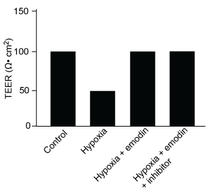 <strong>Passage The lumen of the human gut is lined by a monolayer of epithelial cells that acts as a selectively permeable barrier, preventing the passage of harmful intraluminal foreign antigens, flora, and toxins into the circulation while allowing digestion and absorption of essential dietary nutrients along with the transfer of electrolytes and water.Proteins in the tight junctions of intestinal epithelial cells maintain barrier integrity, but barrier dysfunction occurs when these cells are damaged in the setting of infection, burns, shock, or hypoxia (low oxygen levels).  The transcription factor HIF-1, a heterodimer composed of the macromolecules HIF-1α and HIF-1β, regulates the adaptive cellular response to hypoxia and the consequent expression of tight junction proteins.Researchers assessed the concentration of HIF-1 heterodimer components in human intestinal Caco-2 cells subjected to hypoxia/reoxygenation (H/R) in vitro.  Caco-2 cells, a colon-derived cell line, were cultured under specific conditions to mimic the functional and morphological phenotype of wild-type enterocytes lining the small intestine.  These cells were prepared and grown as a monolayer on a collagen-coated membrane.Next, the monolayer was cultured in hypoxic conditions and then exposed to atmospheric oxygen levels (normoxia) for 30, 60, and 120 minutes.  Protein levels were quantified using direct enzyme-linked immunosorbent assay (ELISA), in which an antibody linked to a reporter enzyme was utilized to bind and detect expression of the target molecule (analyte) in a sample.  When the colorless substrate of the reporter enzyme was added, the enzyme generated a visible colored product that could be quantified based on color intensity.   <strong>Figure 1</strong>  Concentration of (A) HIF-1α and (B) HIF-1β in Caco-2 cells subjected to H/R (Note:  0 minutes = cells cultured in hypoxic conditions)Emodin, an anthraquinone compound that prevents hypoxia-induced epithelial cell disruption, was used in conjunction with a chemical HIF-1α inhibitor (HIF-1α-I) to treat Caco-2 cells in a separate experiment.  Transepithelial electrical resistance (TEER) was assessed as a measure of barrier function, with higher TEER values indicating a more intact epithelial cell barrier.  HIF-1α-I was found to block emodin's protective effect on epithelial barrier integrity. Adapted from Lei Q, Qiang F, Chao D, et al. Int J Mol Med. 2014;34(6):1629-39. Which graphic depicts the most likely effect of the HIF-1α inhibitor on emodin?  (Note: control = cells cultured under normoxic conditions.)</strong> A)   B)   C)   D)   <div style=padding-top: 35px> 