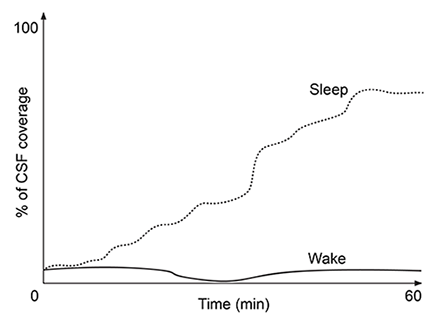 <strong>Passage At the blood-brain barrier, the cerebral spinal fluid (CSF) is separated from lymphatic circulation by epithelial cells bound by tight junctions.  Within the central nervous system (CNS), CSF surrounds and protects the brain and spinal cord and is believed to function in waste clearance for the CNS analogous to the role of the lymphatic system within the body.This waste clearance system has been dubbed the glymphatic system.  Although the mechanism of clearance is largely unknown, specialized glial cells known as astrocytes appear to modify the interstitial volume between neurons.  This increase in interstitial volume allows for greater CSF flow, which increases the efficiency of neurotoxic clearance.  Waste products removed from the brain include metabolic products such as ammonia and harmful compounds such as amyloid proteins.Recent advances in imaging technology suggest that interstitial clearance may be modified during sleep.  To test this hypothesis, researchers indirectly studied changes in interstitial volume by measuring the percentage of CSF coverage in animal models during the first hour of sleep and again during the first hour of wakefulness (Figure 1).   <strong>Figure 1.</strong>  Percentage of CSF coverage of interstitial space during sleep and wakefulness A patient ingests the following pharmaceutical compound prior to sleep.   During the hours following ingestion, the drug concentration in the brain will:</strong> A)increase less rapidly as interstitial volume increases. B)increase more rapidly as interstitial volume increases. C)increase independently of interstitial volume changes. D)remain zero regardless of interstitial volume. <div style=padding-top: 35px> 