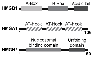 <strong>Passage Quantitative fluorescence recovery after photobleaching (FRAP) is used to study the movement of molecules in live cells.  During FRAP, the fluorescence of a green fluorescent protein (GFP)-tagged molecule is first measured and then photodestroyed in targeted cell regions.  Researchers then assess the time course for fluorescence recovery, which is an indicator of molecular mobility of the GFP-tagged protein into the photodestroyed region.  The average time required to recover 80% of the pre-bleach fluorescence of protein histone 1 (H1) fused to GFP (H1-GFP) in the photodestroyed region is given as t80.FRAP was used to analyze the mobility of the architectural H1 alone and in the presence of high-mobility group (HMG) proteins.  HMG proteins are dynamic modifiers that have been shown to have opposite effects but similar binding sites on chromatin structure.   <strong>Figure 1</strong>  Unique chromatin binding motifs of HMG proteinsDuring analysis, HMGA1 and HMGB1 were microinjected into the cytoplasm of mouse embryonic fibroblast cells expressing H1-GFP.  FRAP was performed on euchromatin and heterochromatin.  Euchromatin and heterochromatin domains were identified as regions weakly and strongly stained by H1-GFP, respectively.  The relative intensity of H1-GFP fluorescence in euchromatin and heterochromatin of uninjected and injected cells was assessed, and t80 results are shown in Table 1.<strong>Table 1</strong>  Effect of HMGB1 and HMGA1 on H1-GFP Mobility   Adapted from Catez F, Yang H, Tracey KJ, Reeves R, Misteli T, Bustin M. Network of dynamic interactions between histone H1 and high-mobility-group proteins in chromatin. Mol Cell Biol. 2004;24(10):4321-8. The experimental design described in the passage allowed researchers to do which of the following?Assess whether structural chromatin organization influences H1 mobilityAssess H1 and GFP competition at different levels of DNA compactionEvaluate if HMG proteins compete with H1 for chromatin-binding sites</strong> A)I and III only B)I and II only C)II and III only D)I, II, and III <div style=padding-top: 35px> 