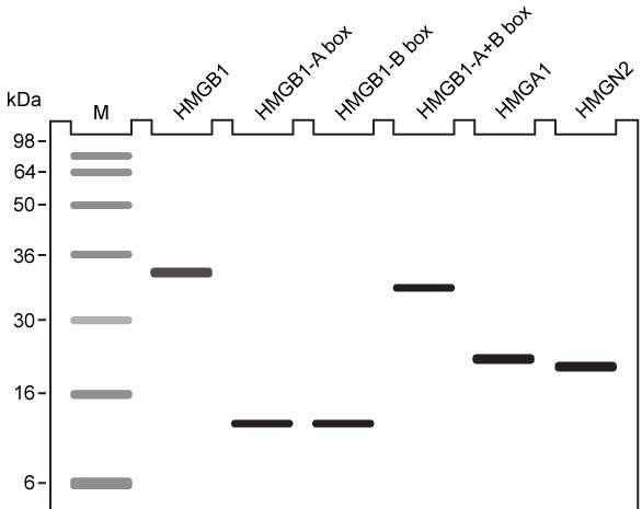 <strong>Passage Quantitative fluorescence recovery after photobleaching (FRAP) is used to study the movement of molecules in live cells.  During FRAP, the fluorescence of a green fluorescent protein (GFP)-tagged molecule is first measured and then photodestroyed in targeted cell regions.  Researchers then assess the time course for fluorescence recovery, which is an indicator of molecular mobility of the GFP-tagged protein into the photodestroyed region.  The average time required to recover 80% of the pre-bleach fluorescence of protein histone 1 (H1) fused to GFP (H1-GFP) in the photodestroyed region is given as t80.FRAP was used to analyze the mobility of the architectural H1 alone and in the presence of high-mobility group (HMG) proteins.  HMG proteins are dynamic modifiers that have been shown to have opposite effects but similar binding sites on chromatin structure.   <strong>Figure 1</strong>  Unique chromatin binding motifs of HMG proteinsDuring analysis, HMGA1 and HMGB1 were microinjected into the cytoplasm of mouse embryonic fibroblast cells expressing H1-GFP.  FRAP was performed on euchromatin and heterochromatin.  Euchromatin and heterochromatin domains were identified as regions weakly and strongly stained by H1-GFP, respectively.  The relative intensity of H1-GFP fluorescence in euchromatin and heterochromatin of uninjected and injected cells was assessed, and t80 results are shown in Table 1.<strong>Table 1</strong>  Effect of HMGB1 and HMGA1 on H1-GFP Mobility   Adapted from Catez F, Yang H, Tracey KJ, Reeves R, Misteli T, Bustin M. Network of dynamic interactions between histone H1 and high-mobility-group proteins in chromatin. Mol Cell Biol. 2004;24(10):4321-8. The molecules in Figure 1 were analyzed using gel electrophoresis, and the results are shown below.  Which of the following describes the correct experimental methodology?  </strong> A)The intrinsic charges of the proteins were masked by a reducing agent. B)The disulfide bonds were disrupted by the detergent sodium dodecyl sulfate. C)The bands on the gel were stained with a dye that causes DNA to fluoresce. D)The molecules were run through a highly crosslinked polyacrylamide gel. <div style=padding-top: 35px> 
