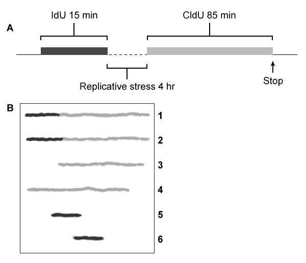 <strong>Passage The Bloom syndrome helicase (BLM) transcript is catalytically inactive in Bloom syndrome (BS), a genetic disorder that leads to genomic instability characterized by excessive somatic recombination events.  Research studies have shown that BLM may be involved in DNA synthesis repair of stalled replication forks during replication stress (arrest).  To investigate this further, an experiment was conducted using cell lines derived from a patient with BS.  One set of cells differed only by BLM status:  PSNF5 (BLM<sup>+</sup>, vector with BLM cDNA transfected) and PSNG13 (BLM<sup>−</sup>, empty vector transfected).  Additional mutations, BLM-K695T and BLM-T99A, were studied in stable transfected cells.The nucleoside analogs iododeoxyuridine (IdU) and chlorodeoxyuridine (CldU) were used to label and track genomic regions of active replication.  Cells were initially treated with IdU for 15 minutes.  Subsequently, either 4 mM of hydroxyurea (HU) or 30 µM of aphidicolin (Aph) were used to induce replication stress for 4 hours, after which cells were treated with CldU for 85 minutes to assess replication recovery.  Cells were mounted on microscope slides, lysed to isolate chromosome fibers, and then fixed on the slides.  Sites of IdU and CldU incorporation into the growing DNA strand were then detected by immunostaining the isolated chromosome fibers with analog-specific, fluorescent-coupled antibodies.  Replication activity was visualized via microscopy and measured.   <strong>Figure 1</strong>  (A) Experimental protocol and (B) fluorescent imaging of a microscope slide showing incorporation of IdU (black lines) and CldU (gray lines) into DNA fibers isolated from a group of BLM<sup>+</sup> and BLM<sup>−</sup> cells, with single fibers depicted in each row   <strong>Figure 2</strong>  Replication fork recovery in cells expressing BLM<sup>+</sup>, BLM<sup>−</sup>, and the mutation BLM-K695T (antagonistic to wild-type)   <strong>Figure 3</strong>  New sites of replication in cells expressing BLM<sup>+</sup>, BLM<sup>−</sup>, and the mutation BLM-T99A (T99 phosphorylated after replication arrest) Adapted from Davies SL, North PS, Dart A, Lakin ND, Hickson ID. Mol Cell Biol. 2004;24(3):1279-91. After the 85-minute period, deoxyribonucleoside triphosphates (dNTPs) are added and DNA synthesis is allowed to continue for 20 minutes.  Which of the following processes is most likely to occur during the new replication period?  The structure of CldU is shown below.  </strong> A)CldU and a dNTP molecule would react endergonically to release a pyrophosphate molecule. B)CldU and a dNTP molecule would react exergonically to form a covalent phosphodiester bond. C)The 3′ OH group from the last nucleotide of the growing strand would attack the 5′ PO<sub>4</sub> group of an incoming dNTP. D)The 5′ PO<sub>4</sub> group from the last nucleotide of the growing strand would attack the 3′ OH group of an incoming dNTP. <div style=padding-top: 35px> 