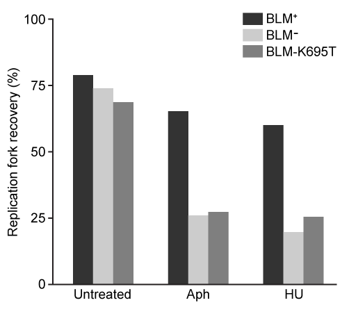 <strong>Passage The Bloom syndrome helicase (BLM) transcript is catalytically inactive in Bloom syndrome (BS), a genetic disorder that leads to genomic instability characterized by excessive somatic recombination events.  Research studies have shown that BLM may be involved in DNA synthesis repair of stalled replication forks during replication stress (arrest).  To investigate this further, an experiment was conducted using cell lines derived from a patient with BS.  One set of cells differed only by BLM status:  PSNF5 (BLM<sup>+</sup>, vector with BLM cDNA transfected) and PSNG13 (BLM<sup>−</sup>, empty vector transfected).  Additional mutations, BLM-K695T and BLM-T99A, were studied in stable transfected cells.The nucleoside analogs iododeoxyuridine (IdU) and chlorodeoxyuridine (CldU) were used to label and track genomic regions of active replication.  Cells were initially treated with IdU for 15 minutes.  Subsequently, either 4 mM of hydroxyurea (HU) or 30 µM of aphidicolin (Aph) were used to induce replication stress for 4 hours, after which cells were treated with CldU for 85 minutes to assess replication recovery.  Cells were mounted on microscope slides, lysed to isolate chromosome fibers, and then fixed on the slides.  Sites of IdU and CldU incorporation into the growing DNA strand were then detected by immunostaining the isolated chromosome fibers with analog-specific, fluorescent-coupled antibodies.  Replication activity was visualized via microscopy and measured.   <strong>Figure 1</strong>  (A) Experimental protocol and (B) fluorescent imaging of a microscope slide showing incorporation of IdU (black lines) and CldU (gray lines) into DNA fibers isolated from a group of BLM<sup>+</sup> and BLM<sup>−</sup> cells, with single fibers depicted in each row   <strong>Figure 2</strong>  Replication fork recovery in cells expressing BLM<sup>+</sup>, BLM<sup>−</sup>, and the mutation BLM-K695T (antagonistic to wild-type)   <strong>Figure 3</strong>  New sites of replication in cells expressing BLM<sup>+</sup>, BLM<sup>−</sup>, and the mutation BLM-T99A (T99 phosphorylated after replication arrest) Adapted from Davies SL, North PS, Dart A, Lakin ND, Hickson ID. Mol Cell Biol. 2004;24(3):1279-91. After the 85-minute period, deoxyribonucleoside triphosphates (dNTPs) are added and DNA synthesis is allowed to continue for 20 minutes.  Which of the following processes is most likely to occur during the new replication period?  The structure of CldU is shown below.  </strong> A)CldU and a dNTP molecule would react endergonically to release a pyrophosphate molecule. B)CldU and a dNTP molecule would react exergonically to form a covalent phosphodiester bond. C)The 3′ OH group from the last nucleotide of the growing strand would attack the 5′ PO<sub>4</sub> group of an incoming dNTP. D)The 5′ PO<sub>4</sub> group from the last nucleotide of the growing strand would attack the 3′ OH group of an incoming dNTP. <div style=padding-top: 35px> 