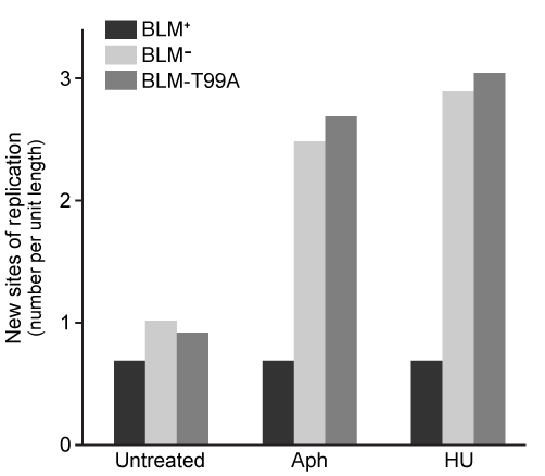 <strong>Passage The Bloom syndrome helicase (BLM) transcript is catalytically inactive in Bloom syndrome (BS), a genetic disorder that leads to genomic instability characterized by excessive somatic recombination events.  Research studies have shown that BLM may be involved in DNA synthesis repair of stalled replication forks during replication stress (arrest).  To investigate this further, an experiment was conducted using cell lines derived from a patient with BS.  One set of cells differed only by BLM status:  PSNF5 (BLM<sup>+</sup>, vector with BLM cDNA transfected) and PSNG13 (BLM<sup>−</sup>, empty vector transfected).  Additional mutations, BLM-K695T and BLM-T99A, were studied in stable transfected cells.The nucleoside analogs iododeoxyuridine (IdU) and chlorodeoxyuridine (CldU) were used to label and track genomic regions of active replication.  Cells were initially treated with IdU for 15 minutes.  Subsequently, either 4 mM of hydroxyurea (HU) or 30 µM of aphidicolin (Aph) were used to induce replication stress for 4 hours, after which cells were treated with CldU for 85 minutes to assess replication recovery.  Cells were mounted on microscope slides, lysed to isolate chromosome fibers, and then fixed on the slides.  Sites of IdU and CldU incorporation into the growing DNA strand were then detected by immunostaining the isolated chromosome fibers with analog-specific, fluorescent-coupled antibodies.  Replication activity was visualized via microscopy and measured.   <strong>Figure 1</strong>  (A) Experimental protocol and (B) fluorescent imaging of a microscope slide showing incorporation of IdU (black lines) and CldU (gray lines) into DNA fibers isolated from a group of BLM<sup>+</sup> and BLM<sup>−</sup> cells, with single fibers depicted in each row   <strong>Figure 2</strong>  Replication fork recovery in cells expressing BLM<sup>+</sup>, BLM<sup>−</sup>, and the mutation BLM-K695T (antagonistic to wild-type)   <strong>Figure 3</strong>  New sites of replication in cells expressing BLM<sup>+</sup>, BLM<sup>−</sup>, and the mutation BLM-T99A (T99 phosphorylated after replication arrest) Adapted from Davies SL, North PS, Dart A, Lakin ND, Hickson ID. Mol Cell Biol. 2004;24(3):1279-91. After the 85-minute period, deoxyribonucleoside triphosphates (dNTPs) are added and DNA synthesis is allowed to continue for 20 minutes.  Which of the following processes is most likely to occur during the new replication period?  The structure of CldU is shown below.  </strong> A)CldU and a dNTP molecule would react endergonically to release a pyrophosphate molecule. B)CldU and a dNTP molecule would react exergonically to form a covalent phosphodiester bond. C)The 3′ OH group from the last nucleotide of the growing strand would attack the 5′ PO<sub>4</sub> group of an incoming dNTP. D)The 5′ PO<sub>4</sub> group from the last nucleotide of the growing strand would attack the 3′ OH group of an incoming dNTP. <div style=padding-top: 35px> 