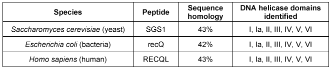 <strong>Passage The Bloom syndrome helicase (BLM) transcript is catalytically inactive in Bloom syndrome (BS), a genetic disorder that leads to genomic instability characterized by excessive somatic recombination events.  Research studies have shown that BLM may be involved in DNA synthesis repair of stalled replication forks during replication stress (arrest).  To investigate this further, an experiment was conducted using cell lines derived from a patient with BS.  One set of cells differed only by BLM status:  PSNF5 (BLM<sup>+</sup>, vector with BLM cDNA transfected) and PSNG13 (BLM<sup>−</sup>, empty vector transfected).  Additional mutations, BLM-K695T and BLM-T99A, were studied in stable transfected cells.The nucleoside analogs iododeoxyuridine (IdU) and chlorodeoxyuridine (CldU) were used to label and track genomic regions of active replication.  Cells were initially treated with IdU for 15 minutes.  Subsequently, either 4 mM of hydroxyurea (HU) or 30 µM of aphidicolin (Aph) were used to induce replication stress for 4 hours, after which cells were treated with CldU for 85 minutes to assess replication recovery.  Cells were mounted on microscope slides, lysed to isolate chromosome fibers, and then fixed on the slides.  Sites of IdU and CldU incorporation into the growing DNA strand were then detected by immunostaining the isolated chromosome fibers with analog-specific, fluorescent-coupled antibodies.  Replication activity was visualized via microscopy and measured.   <strong>Figure 1</strong>  (A) Experimental protocol and (B) fluorescent imaging of a microscope slide showing incorporation of IdU (black lines) and CldU (gray lines) into DNA fibers isolated from a group of BLM<sup>+</sup> and BLM<sup>−</sup> cells, with single fibers depicted in each row   <strong>Figure 2</strong>  Replication fork recovery in cells expressing BLM<sup>+</sup>, BLM<sup>−</sup>, and the mutation BLM-K695T (antagonistic to wild-type)   <strong>Figure 3</strong>  New sites of replication in cells expressing BLM<sup>+</sup>, BLM<sup>−</sup>, and the mutation BLM-T99A (T99 phosphorylated after replication arrest) Adapted from Davies SL, North PS, Dart A, Lakin ND, Hickson ID. Mol Cell Biol. 2004;24(3):1279-91. The BLM peptide sequence was used to search for similar peptides in various species using an amino acid sequence homology (similarity) database.  BLM and other peptides were found to share similar amino acid sequences only in the DNA helicase domains.  The results of sequence homology with BLM are shown in the table below.   Which statement best explains the role of these peptides during replicative stress in the organisms studied?</strong> A)SGS1 would be required to repair replication forks at one origin of replication. B)recQ would be required to repair replication forks at one origin of replication. C)BLM would be unable to repair replication forks at multiple origins of replication. D)RECQL would be unable to repair replication forks at multiple origins of replication. <div style=padding-top: 35px> 