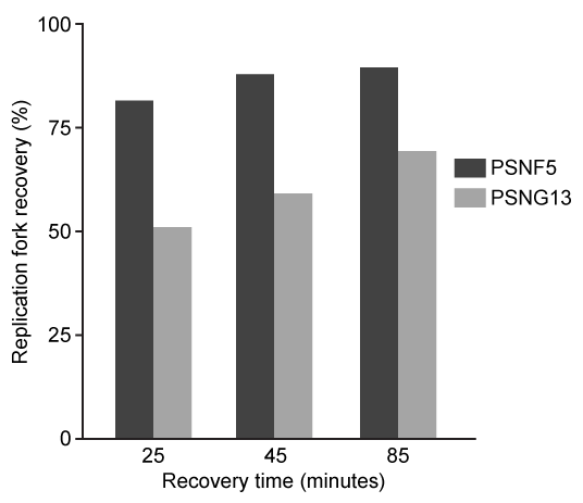 <strong>Passage The Bloom syndrome helicase (BLM) transcript is catalytically inactive in Bloom syndrome (BS), a genetic disorder that leads to genomic instability characterized by excessive somatic recombination events.  Research studies have shown that BLM may be involved in DNA synthesis repair of stalled replication forks during replication stress (arrest).  To investigate this further, an experiment was conducted using cell lines derived from a patient with BS.  One set of cells differed only by BLM status:  PSNF5 (BLM<sup>+</sup>, vector with BLM cDNA transfected) and PSNG13 (BLM<sup>−</sup>, empty vector transfected).  Additional mutations, BLM-K695T and BLM-T99A, were studied in stable transfected cells.The nucleoside analogs iododeoxyuridine (IdU) and chlorodeoxyuridine (CldU) were used to label and track genomic regions of active replication.  Cells were initially treated with IdU for 15 minutes.  Subsequently, either 4 mM of hydroxyurea (HU) or 30 µM of aphidicolin (Aph) were used to induce replication stress for 4 hours, after which cells were treated with CldU for 85 minutes to assess replication recovery.  Cells were mounted on microscope slides, lysed to isolate chromosome fibers, and then fixed on the slides.  Sites of IdU and CldU incorporation into the growing DNA strand were then detected by immunostaining the isolated chromosome fibers with analog-specific, fluorescent-coupled antibodies.  Replication activity was visualized via microscopy and measured.   <strong>Figure 1</strong>  (A) Experimental protocol and (B) fluorescent imaging of a microscope slide showing incorporation of IdU (black lines) and CldU (gray lines) into DNA fibers isolated from a group of BLM<sup>+</sup> and BLM<sup>−</sup> cells, with single fibers depicted in each row   <strong>Figure 2</strong>  Replication fork recovery in cells expressing BLM<sup>+</sup>, BLM<sup>−</sup>, and the mutation BLM-K695T (antagonistic to wild-type)   <strong>Figure 3</strong>  New sites of replication in cells expressing BLM<sup>+</sup>, BLM<sup>−</sup>, and the mutation BLM-T99A (T99 phosphorylated after replication arrest) Adapted from Davies SL, North PS, Dart A, Lakin ND, Hickson ID. Mol Cell Biol. 2004;24(3):1279-91. After Aph treatment, replication fork recovery in PSNF5 and PSNG13 cells was analyzed as a function of time.  Which of the following conclusions explains the data shown in the graph below?  </strong> A)The time at which replication fork recovery was assessed serves to predict BLM expression levels in both cell types. B)During replication fork recovery, the rates of DNA synthesis and somatic recombination differ in the two cell types. C)PSNG13 cells are less sensitive to the effects of Aph than PSNF5 cells. D)Recovery time is dependent on the percentage of replication forks that can be rescued. <div style=padding-top: 35px> 