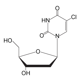 <strong>Passage The Bloom syndrome helicase (BLM) transcript is catalytically inactive in Bloom syndrome (BS), a genetic disorder that leads to genomic instability characterized by excessive somatic recombination events.  Research studies have shown that BLM may be involved in DNA synthesis repair of stalled replication forks during replication stress (arrest).  To investigate this further, an experiment was conducted using cell lines derived from a patient with BS.  One set of cells differed only by BLM status:  PSNF5 (BLM<sup>+</sup>, vector with BLM cDNA transfected) and PSNG13 (BLM<sup>−</sup>, empty vector transfected).  Additional mutations, BLM-K695T and BLM-T99A, were studied in stable transfected cells.The nucleoside analogs iododeoxyuridine (IdU) and chlorodeoxyuridine (CldU) were used to label and track genomic regions of active replication.  Cells were initially treated with IdU for 15 minutes.  Subsequently, either 4 mM of hydroxyurea (HU) or 30 µM of aphidicolin (Aph) were used to induce replication stress for 4 hours, after which cells were treated with CldU for 85 minutes to assess replication recovery.  Cells were mounted on microscope slides, lysed to isolate chromosome fibers, and then fixed on the slides.  Sites of IdU and CldU incorporation into the growing DNA strand were then detected by immunostaining the isolated chromosome fibers with analog-specific, fluorescent-coupled antibodies.  Replication activity was visualized via microscopy and measured.   <strong>Figure 1</strong>  (A) Experimental protocol and (B) fluorescent imaging of a microscope slide showing incorporation of IdU (black lines) and CldU (gray lines) into DNA fibers isolated from a group of BLM<sup>+</sup> and BLM<sup>−</sup> cells, with single fibers depicted in each row   <strong>Figure 2</strong>  Replication fork recovery in cells expressing BLM<sup>+</sup>, BLM<sup>−</sup>, and the mutation BLM-K695T (antagonistic to wild-type)   <strong>Figure 3</strong>  New sites of replication in cells expressing BLM<sup>+</sup>, BLM<sup>−</sup>, and the mutation BLM-T99A (T99 phosphorylated after replication arrest) Adapted from Davies SL, North PS, Dart A, Lakin ND, Hickson ID. Mol Cell Biol. 2004;24(3):1279-91. After the 85-minute period, deoxyribonucleoside triphosphates (dNTPs) are added and DNA synthesis is allowed to continue for 20 minutes.  Which of the following processes is most likely to occur during the new replication period?  The structure of CldU is shown below.  </strong> A)CldU and a dNTP molecule would react endergonically to release a pyrophosphate molecule. B)CldU and a dNTP molecule would react exergonically to form a covalent phosphodiester bond. C)The 3′ OH group from the last nucleotide of the growing strand would attack the 5′ PO<sub>4</sub> group of an incoming dNTP. D)The 5′ PO<sub>4</sub> group from the last nucleotide of the growing strand would attack the 3′ OH group of an incoming dNTP. <div style=padding-top: 35px> 