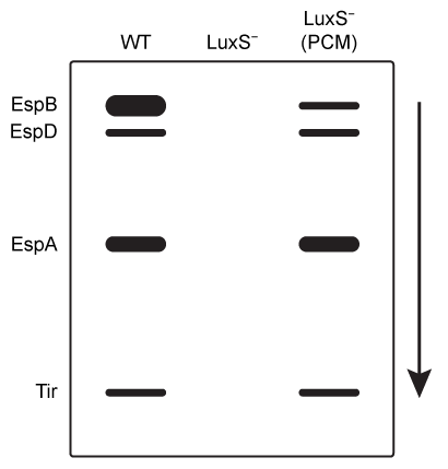 <strong>Passage Enterohemorrhagic Escherichia coli (EHEC) O157:H7 is a bacterium responsible for causing foodborne illnesses.  EHEC virulence, or the ability to cause disease, is acquired through quorum sensing, a form of bacterial cell-cell communication dependent on population density.  EHEC O157:H7 bacteria monitor population density by detecting changes in the concentration of autoinducer-3 (AI-3), an extracellular signaling molecule secreted by many bacterial species.  AI-3 generally acts on neighboring bacteria to activate the genes on the enterocyte effacement (LEE) locus.  These genes code for type III secretion proteins (EspA, EspB, EspD, Tir), which promote entry of Shiga-like toxins secreted by EHEC into host intestinal epithelial cells.  This ultimately leads to cell death, lesions, and symptoms such as bloody diarrhea and abdominal cramps.It has been reported that a mutation in S-ribosylhomocysteine lyase (LuxS), an enzyme involved in quorum sensing, may result in diminished production of AI-3.  However, researchers predict that certain peptide hormones can activate LEE gene transcription in the LuxS.  To test this hypothesis, mutant EHEC bacteria deficient in LuxS (LuxS<sup>−</sup>) were cultured and separately exposed to the hormones epinephrine (E), norepinephrine (NE), gastrin (G), and secretin (S) at 37°C.  Total RNA was extracted from the treated bacterial cultures, and LEE mRNA was quantified (Figure 1).   <strong>Figure 1</strong>  Concentration of LEE mRNA in mutant LuxS<sup>−</sup> bacteria supplemented with purified peptide hormones (Note:  C = control.)Western blot was performed to compare the presence and concentration of type III secretion proteins from wild-type (WT), LuxS<sup>−</sup>, and LuxS<sup>−</sup> cultured in preconditioned media (PCM).  PCM was generated by culturing uninfected intestinal epithelial cells in growth media for 24 hours.  After 24 hours, the cells were removed and the PCM was used to supplement the growth of LuxS<sup>−</sup> bacteria.   <strong>Figure 2</strong>  Western blot results of type III secretion proteins isolated from WT, mutant LuxS<sup>−</sup>, and LuxS<sup>−</sup> in PCM Based on the passage, what best explains the western blot results of type III secretion proteins in LuxS<sup>−</sup> E. coli cells cultured in PCM?</strong> A)Intestinal epithelial cells secreted secretin and gastrin into the PCM. B)Type III secretion proteins were produced by intestinal epithelial cells. C)LuxS<sup>−</sup> cells underwent a spontaneous reverse mutation that restored normal LuxS function. D)Compounds released by intestinal epithelial cells into the PCM activated transcription of LEE genes. <div style=padding-top: 35px> 
