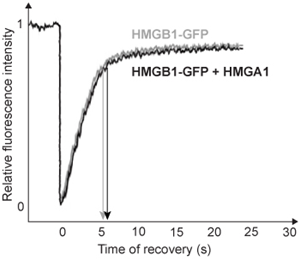 <strong>Passage Quantitative fluorescence recovery after photobleaching (FRAP) is used to study the movement of molecules in live cells.  During FRAP, the fluorescence of a green fluorescent protein (GFP)-tagged molecule is first measured and then photodestroyed in targeted cell regions.  Researchers then assess the time course for fluorescence recovery, which is an indicator of molecular mobility of the GFP-tagged protein into the photodestroyed region.  The average time required to recover 80% of the pre-bleach fluorescence of protein histone 1 (H1) fused to GFP (H1-GFP) in the photodestroyed region is given as t80.FRAP was used to analyze the mobility of the architectural H1 alone and in the presence of high-mobility group (HMG) proteins.  HMG proteins are dynamic modifiers that have been shown to have opposite effects but similar binding sites on chromatin structure.   <strong>Figure 1</strong>  Unique chromatin binding motifs of HMG proteinsDuring analysis, HMGA1 and HMGB1 were microinjected into the cytoplasm of mouse embryonic fibroblast cells expressing H1-GFP.  FRAP was performed on euchromatin and heterochromatin.  Euchromatin and heterochromatin domains were identified as regions weakly and strongly stained by H1-GFP, respectively.  The relative intensity of H1-GFP fluorescence in euchromatin and heterochromatin of uninjected and injected cells was assessed, and t80 results are shown in Table 1.<strong>Table 1</strong>  Effect of HMGB1 and HMGA1 on H1-GFP Mobility   Adapted from Catez F, Yang H, Tracey KJ, Reeves R, Misteli T, Bustin M. Network of dynamic interactions between histone H1 and high-mobility-group proteins in chromatin. Mol Cell Biol. 2004;24(10):4321-8. If HMGA1 were injected into cells expressing HMGB1-GFP instead of H1-GFP, which of the following FRAP analysis graphs would show conclusively that HMGA1 binds the same sites as HMGB1 on chromatin?  [The t80 value for HMGB1-GFP is indicated by the arrows].</strong> A)   B)   C)   D)   <div style=padding-top: 35px> 