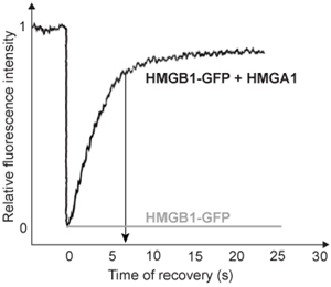 <strong>Passage Quantitative fluorescence recovery after photobleaching (FRAP) is used to study the movement of molecules in live cells.  During FRAP, the fluorescence of a green fluorescent protein (GFP)-tagged molecule is first measured and then photodestroyed in targeted cell regions.  Researchers then assess the time course for fluorescence recovery, which is an indicator of molecular mobility of the GFP-tagged protein into the photodestroyed region.  The average time required to recover 80% of the pre-bleach fluorescence of protein histone 1 (H1) fused to GFP (H1-GFP) in the photodestroyed region is given as t80.FRAP was used to analyze the mobility of the architectural H1 alone and in the presence of high-mobility group (HMG) proteins.  HMG proteins are dynamic modifiers that have been shown to have opposite effects but similar binding sites on chromatin structure.   <strong>Figure 1</strong>  Unique chromatin binding motifs of HMG proteinsDuring analysis, HMGA1 and HMGB1 were microinjected into the cytoplasm of mouse embryonic fibroblast cells expressing H1-GFP.  FRAP was performed on euchromatin and heterochromatin.  Euchromatin and heterochromatin domains were identified as regions weakly and strongly stained by H1-GFP, respectively.  The relative intensity of H1-GFP fluorescence in euchromatin and heterochromatin of uninjected and injected cells was assessed, and t80 results are shown in Table 1.<strong>Table 1</strong>  Effect of HMGB1 and HMGA1 on H1-GFP Mobility   Adapted from Catez F, Yang H, Tracey KJ, Reeves R, Misteli T, Bustin M. Network of dynamic interactions between histone H1 and high-mobility-group proteins in chromatin. Mol Cell Biol. 2004;24(10):4321-8. If HMGA1 were injected into cells expressing HMGB1-GFP instead of H1-GFP, which of the following FRAP analysis graphs would show conclusively that HMGA1 binds the same sites as HMGB1 on chromatin?  [The t80 value for HMGB1-GFP is indicated by the arrows].</strong> A)   B)   C)   D)   <div style=padding-top: 35px> 
