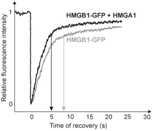 <strong>Passage Quantitative fluorescence recovery after photobleaching (FRAP) is used to study the movement of molecules in live cells.  During FRAP, the fluorescence of a green fluorescent protein (GFP)-tagged molecule is first measured and then photodestroyed in targeted cell regions.  Researchers then assess the time course for fluorescence recovery, which is an indicator of molecular mobility of the GFP-tagged protein into the photodestroyed region.  The average time required to recover 80% of the pre-bleach fluorescence of protein histone 1 (H1) fused to GFP (H1-GFP) in the photodestroyed region is given as t80.FRAP was used to analyze the mobility of the architectural H1 alone and in the presence of high-mobility group (HMG) proteins.  HMG proteins are dynamic modifiers that have been shown to have opposite effects but similar binding sites on chromatin structure.   <strong>Figure 1</strong>  Unique chromatin binding motifs of HMG proteinsDuring analysis, HMGA1 and HMGB1 were microinjected into the cytoplasm of mouse embryonic fibroblast cells expressing H1-GFP.  FRAP was performed on euchromatin and heterochromatin.  Euchromatin and heterochromatin domains were identified as regions weakly and strongly stained by H1-GFP, respectively.  The relative intensity of H1-GFP fluorescence in euchromatin and heterochromatin of uninjected and injected cells was assessed, and t80 results are shown in Table 1.<strong>Table 1</strong>  Effect of HMGB1 and HMGA1 on H1-GFP Mobility   Adapted from Catez F, Yang H, Tracey KJ, Reeves R, Misteli T, Bustin M. Network of dynamic interactions between histone H1 and high-mobility-group proteins in chromatin. Mol Cell Biol. 2004;24(10):4321-8. If HMGA1 were injected into cells expressing HMGB1-GFP instead of H1-GFP, which of the following FRAP analysis graphs would show conclusively that HMGA1 binds the same sites as HMGB1 on chromatin?  [The t80 value for HMGB1-GFP is indicated by the arrows].</strong> A)   B)   C)   D)   <div style=padding-top: 35px> 