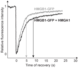 <strong>Passage Quantitative fluorescence recovery after photobleaching (FRAP) is used to study the movement of molecules in live cells.  During FRAP, the fluorescence of a green fluorescent protein (GFP)-tagged molecule is first measured and then photodestroyed in targeted cell regions.  Researchers then assess the time course for fluorescence recovery, which is an indicator of molecular mobility of the GFP-tagged protein into the photodestroyed region.  The average time required to recover 80% of the pre-bleach fluorescence of protein histone 1 (H1) fused to GFP (H1-GFP) in the photodestroyed region is given as t80.FRAP was used to analyze the mobility of the architectural H1 alone and in the presence of high-mobility group (HMG) proteins.  HMG proteins are dynamic modifiers that have been shown to have opposite effects but similar binding sites on chromatin structure.   <strong>Figure 1</strong>  Unique chromatin binding motifs of HMG proteinsDuring analysis, HMGA1 and HMGB1 were microinjected into the cytoplasm of mouse embryonic fibroblast cells expressing H1-GFP.  FRAP was performed on euchromatin and heterochromatin.  Euchromatin and heterochromatin domains were identified as regions weakly and strongly stained by H1-GFP, respectively.  The relative intensity of H1-GFP fluorescence in euchromatin and heterochromatin of uninjected and injected cells was assessed, and t80 results are shown in Table 1.<strong>Table 1</strong>  Effect of HMGB1 and HMGA1 on H1-GFP Mobility   Adapted from Catez F, Yang H, Tracey KJ, Reeves R, Misteli T, Bustin M. Network of dynamic interactions between histone H1 and high-mobility-group proteins in chromatin. Mol Cell Biol. 2004;24(10):4321-8. If HMGA1 were injected into cells expressing HMGB1-GFP instead of H1-GFP, which of the following FRAP analysis graphs would show conclusively that HMGA1 binds the same sites as HMGB1 on chromatin?  [The t80 value for HMGB1-GFP is indicated by the arrows].</strong> A)   B)   C)   D)   <div style=padding-top: 35px> 