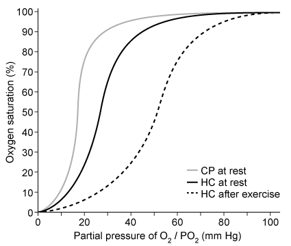 <strong>Passage Hematological anomalies have been observed in patients with prolonged liver damage.  For example, patients with chronic cirrhosis (scarring of the liver) often develop anemia and other blood disorders.  Hemoglobin is the metalloprotein within red blood cells that is responsible for the oxygen-carrying capacity of blood, and its function may be affected by liver damage.  The poor prognosis of patients with cirrhosis and anemia has stimulated further study of hemoglobin function and oxygen saturation.Blood samples from both cirrhotic patients and healthy individuals at rest and after exercise were exposed to varying partial pressures of oxygen.  Measurement of oxyhemoglobin dissociation curves (ODCs [Figure 1]) from the blood samples revealed significant functional differences in the hemoglobin from cirrhotic patients relative to control subjects.   <strong>Figure 1</strong>  Oxyhemoglobin dissociation curve for cirrhotic patients (CP) at rest and for healthy controls (HC) at rest and after 20 minutes of exerciseVitamins are considered nontoxic supplements and are frequently provided to anemic patients to increase red blood cell production.  They may therefore have therapeutic benefits for cirrhotic patients.  However, some studies indicate that excessive vitamin consumption may lead to oxidative stress that could induce anemia through hemolysis (red blood cell rupturing).  Hemoglobin strongly absorbs light at 577 nm, and researchers conducted hemolysis assays by spinning down red blood cells and measuring absorbance (Abs) of the supernatant at 577 nm to determine how much hemoglobin was released.  The assay was carried out in the presence of four vitamins to determine their potential as oxidizing agents, and results are shown in Table 1.<strong>Table 1</strong>  Hemolysis of Red Blood Cells from Healthy Donors Treated With Vitamins [2 mM] for 30 Minutes, Measured by Absorbance at 577 nm   Adapted from Clerbaux T, Detry B, Geubel A, et al. The oxyhemoglobin dissociation curve in liver cirrhosis. Chest. 2006;129(2):438-45. A patient treated for cirrhosis was given vitamin B<sub>6</sub> to stimulate red blood cell production.  To counteract the potential negative side effects of this treatment, extract of ginkgo biloba was also administered.  What is the most likely role of ginkgo biloba extract in this scenario?</strong> A)It stimulates hemoglobin synthesis B)It increases hemoglobin's oxygen affinity C)It neutralizes reactive oxygen species D)It inhibits blood acidification <div style=padding-top: 35px> 