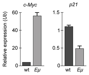<strong>Passage Overexpression of the miR-17~92 gene cluster occurs in many human cancers involving c-Myc, a gene coding for a transcription factor that regulates expression of proteins such as p21, an inhibitor of cell cycle progression.  miR-17~92 encodes six distinct microRNAs (miRNAs) that can be divided into four families based on sequence identity at positions 2-7 (Table 1).<strong>Table 1</strong>  Sequence Identities of miRNA Families Encoded by the mir-17∼92 Gene Cluster   Experiment 1Two independent, diffuse B-cell lymphoma cell lines were used to study the functional relationship between miR-17~92 transcripts and c-Myc in cancer pathogenesis.  The first cell line was derived from Eμ-Myc mice (Eμ), which overexpress a c-Myc transgene under the control of a B-cell-specific enhancer that induces early development of B-cell lymphoma.  The second cell line was derived from Eμ-Myc mice carrying a miR-17∼92 knockout allele (Δ/Δ).  As shown in Figure 1, researchers measured the growth of both cell lines, as well as that of Δ/Δ cells infected with a retrovirus expressing the entire miR-17∼92 cluster (Δ/Δ + miR-17∼92).   <strong>Figure 1</strong>  Growth curves of Eμ cells, Δ/Δ cells, and Δ/Δ + miR-17∼92 cells (error bars = standard deviation)Experiment 2To assess the relative contribution of each miRNA to the oncogenic ability of the miR-17∼92 cluster, Δ/Δ cell lines were transduced with an empty vector or with miR-17∼92 mutant allele constructs that were engineered to lack expression of miRNA from at least one of the four families.  In each of the constructs, the family that was knocked out of the vector is indicated by the Δ symbol.  After verifying that the transduced cells correctly expressed the desired miRNA, the fraction of apoptotic cells in each line was measured (Figure 2).   <strong>Figure 2</strong>  Percentage of apoptotic cells in Eμ cells and Δ/Δ cells transduced with the indicated miR-17~92 construct (error bars = standard deviation) Adapted from Mu P, Han YC, Betel D, et al. Genetic dissection of the miR-17~92 cluster of microRNAs in Myc-induced B-cell lymphomas. Genes Dev. 2009;23(24):2806-11. If changes in p21 expression contribute to the development of B-cell lymphoma in Eμ-Myc mice, what is the expected result of real-time PCR analysis of c-Myc and p21 expression in wild-type (wt) and Eμ-Myc (Eμ) mice?  (Note: mRNA levels are standardized to the expression of ubiquitin (Ub), which is not regulated by c-Myc.)</strong> A)   B)   C)   D)   <div style=padding-top: 35px> 