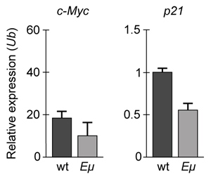 <strong>Passage Overexpression of the miR-17~92 gene cluster occurs in many human cancers involving c-Myc, a gene coding for a transcription factor that regulates expression of proteins such as p21, an inhibitor of cell cycle progression.  miR-17~92 encodes six distinct microRNAs (miRNAs) that can be divided into four families based on sequence identity at positions 2-7 (Table 1).<strong>Table 1</strong>  Sequence Identities of miRNA Families Encoded by the mir-17∼92 Gene Cluster   Experiment 1Two independent, diffuse B-cell lymphoma cell lines were used to study the functional relationship between miR-17~92 transcripts and c-Myc in cancer pathogenesis.  The first cell line was derived from Eμ-Myc mice (Eμ), which overexpress a c-Myc transgene under the control of a B-cell-specific enhancer that induces early development of B-cell lymphoma.  The second cell line was derived from Eμ-Myc mice carrying a miR-17∼92 knockout allele (Δ/Δ).  As shown in Figure 1, researchers measured the growth of both cell lines, as well as that of Δ/Δ cells infected with a retrovirus expressing the entire miR-17∼92 cluster (Δ/Δ + miR-17∼92).   <strong>Figure 1</strong>  Growth curves of Eμ cells, Δ/Δ cells, and Δ/Δ + miR-17∼92 cells (error bars = standard deviation)Experiment 2To assess the relative contribution of each miRNA to the oncogenic ability of the miR-17∼92 cluster, Δ/Δ cell lines were transduced with an empty vector or with miR-17∼92 mutant allele constructs that were engineered to lack expression of miRNA from at least one of the four families.  In each of the constructs, the family that was knocked out of the vector is indicated by the Δ symbol.  After verifying that the transduced cells correctly expressed the desired miRNA, the fraction of apoptotic cells in each line was measured (Figure 2).   <strong>Figure 2</strong>  Percentage of apoptotic cells in Eμ cells and Δ/Δ cells transduced with the indicated miR-17~92 construct (error bars = standard deviation) Adapted from Mu P, Han YC, Betel D, et al. Genetic dissection of the miR-17~92 cluster of microRNAs in Myc-induced B-cell lymphomas. Genes Dev. 2009;23(24):2806-11. If changes in p21 expression contribute to the development of B-cell lymphoma in Eμ-Myc mice, what is the expected result of real-time PCR analysis of c-Myc and p21 expression in wild-type (wt) and Eμ-Myc (Eμ) mice?  (Note: mRNA levels are standardized to the expression of ubiquitin (Ub), which is not regulated by c-Myc.)</strong> A)   B)   C)   D)   <div style=padding-top: 35px> 