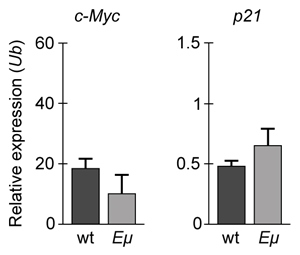 <strong>Passage Overexpression of the miR-17~92 gene cluster occurs in many human cancers involving c-Myc, a gene coding for a transcription factor that regulates expression of proteins such as p21, an inhibitor of cell cycle progression.  miR-17~92 encodes six distinct microRNAs (miRNAs) that can be divided into four families based on sequence identity at positions 2-7 (Table 1).<strong>Table 1</strong>  Sequence Identities of miRNA Families Encoded by the mir-17∼92 Gene Cluster   Experiment 1Two independent, diffuse B-cell lymphoma cell lines were used to study the functional relationship between miR-17~92 transcripts and c-Myc in cancer pathogenesis.  The first cell line was derived from Eμ-Myc mice (Eμ), which overexpress a c-Myc transgene under the control of a B-cell-specific enhancer that induces early development of B-cell lymphoma.  The second cell line was derived from Eμ-Myc mice carrying a miR-17∼92 knockout allele (Δ/Δ).  As shown in Figure 1, researchers measured the growth of both cell lines, as well as that of Δ/Δ cells infected with a retrovirus expressing the entire miR-17∼92 cluster (Δ/Δ + miR-17∼92).   <strong>Figure 1</strong>  Growth curves of Eμ cells, Δ/Δ cells, and Δ/Δ + miR-17∼92 cells (error bars = standard deviation)Experiment 2To assess the relative contribution of each miRNA to the oncogenic ability of the miR-17∼92 cluster, Δ/Δ cell lines were transduced with an empty vector or with miR-17∼92 mutant allele constructs that were engineered to lack expression of miRNA from at least one of the four families.  In each of the constructs, the family that was knocked out of the vector is indicated by the Δ symbol.  After verifying that the transduced cells correctly expressed the desired miRNA, the fraction of apoptotic cells in each line was measured (Figure 2).   <strong>Figure 2</strong>  Percentage of apoptotic cells in Eμ cells and Δ/Δ cells transduced with the indicated miR-17~92 construct (error bars = standard deviation) Adapted from Mu P, Han YC, Betel D, et al. Genetic dissection of the miR-17~92 cluster of microRNAs in Myc-induced B-cell lymphomas. Genes Dev. 2009;23(24):2806-11. If changes in p21 expression contribute to the development of B-cell lymphoma in Eμ-Myc mice, what is the expected result of real-time PCR analysis of c-Myc and p21 expression in wild-type (wt) and Eμ-Myc (Eμ) mice?  (Note: mRNA levels are standardized to the expression of ubiquitin (Ub), which is not regulated by c-Myc.)</strong> A)   B)   C)   D)   <div style=padding-top: 35px> 