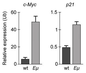 <strong>Passage Overexpression of the miR-17~92 gene cluster occurs in many human cancers involving c-Myc, a gene coding for a transcription factor that regulates expression of proteins such as p21, an inhibitor of cell cycle progression.  miR-17~92 encodes six distinct microRNAs (miRNAs) that can be divided into four families based on sequence identity at positions 2-7 (Table 1).<strong>Table 1</strong>  Sequence Identities of miRNA Families Encoded by the mir-17∼92 Gene Cluster   Experiment 1Two independent, diffuse B-cell lymphoma cell lines were used to study the functional relationship between miR-17~92 transcripts and c-Myc in cancer pathogenesis.  The first cell line was derived from Eμ-Myc mice (Eμ), which overexpress a c-Myc transgene under the control of a B-cell-specific enhancer that induces early development of B-cell lymphoma.  The second cell line was derived from Eμ-Myc mice carrying a miR-17∼92 knockout allele (Δ/Δ).  As shown in Figure 1, researchers measured the growth of both cell lines, as well as that of Δ/Δ cells infected with a retrovirus expressing the entire miR-17∼92 cluster (Δ/Δ + miR-17∼92).   <strong>Figure 1</strong>  Growth curves of Eμ cells, Δ/Δ cells, and Δ/Δ + miR-17∼92 cells (error bars = standard deviation)Experiment 2To assess the relative contribution of each miRNA to the oncogenic ability of the miR-17∼92 cluster, Δ/Δ cell lines were transduced with an empty vector or with miR-17∼92 mutant allele constructs that were engineered to lack expression of miRNA from at least one of the four families.  In each of the constructs, the family that was knocked out of the vector is indicated by the Δ symbol.  After verifying that the transduced cells correctly expressed the desired miRNA, the fraction of apoptotic cells in each line was measured (Figure 2).   <strong>Figure 2</strong>  Percentage of apoptotic cells in Eμ cells and Δ/Δ cells transduced with the indicated miR-17~92 construct (error bars = standard deviation) Adapted from Mu P, Han YC, Betel D, et al. Genetic dissection of the miR-17~92 cluster of microRNAs in Myc-induced B-cell lymphomas. Genes Dev. 2009;23(24):2806-11. If changes in p21 expression contribute to the development of B-cell lymphoma in Eμ-Myc mice, what is the expected result of real-time PCR analysis of c-Myc and p21 expression in wild-type (wt) and Eμ-Myc (Eμ) mice?  (Note: mRNA levels are standardized to the expression of ubiquitin (Ub), which is not regulated by c-Myc.)</strong> A)   B)   C)   D)   <div style=padding-top: 35px> 