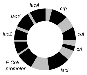 <strong>Passage The lac operon encodes the proteins that metabolize lactose and is a key biochemical feature that differentiates between members of the Enterobacteriaceae family.  For example, the severely virulent Salmonella typhimurium can be distinguished from its less virulent relative Escherichia coli by the absence of a lac operon.  Researchers propose that the evolutionary loss of the lac operon may contribute to S. typhimurium's ability to invade epithelial cells.To test the hypothesis, wild-type (WT) S. typhimurium cells were transformed with plasmids encoding components of the lac operon (Figure 1): β-galactosidase (lacZ<sup>+</sup>), lactose permease (lacY<sup>+</sup>), transacetylase (lacA<sup>+</sup>), or all three (lac<sup>+</sup>).  Each plasmid also contained genes for the lac repressor (lacI), which can inhibit lac operon transcription in the absence of lactose; the cAMP receptor protein (crp), which induces lac expression in low glucose; and a chloramphenicol resistance gene (cat).   <strong>Figure 1</strong>  Plasmid PYM-LACZYA (lac<sup>+</sup>), used to transform WT S. typhimurium.  Similar plasmids containing only one of the three lacZ, lacY, or lacA genes were also used.Virulence assays were performed in mice by inoculating with WT or lac<sup>+</sup> S. typhimurium.  The assays confirmed that lac<sup>+</sup> bacteria were less virulent than their WT counterparts, and that both WT and lac<sup>+</sup> bacteria were more virulent in the presence of glucose.  Subsequently, several genes related to invasion were analyzed for their expression levels in the presence or absence of lac plasmids (Table 1; Figure 2).<strong>Table 1</strong>  Transcription Levels of Invasion-Associated Genes in lac<sup>+</sup> S. typhimurium Relative to WT     <strong>Figure 2</strong>  Transcript concentrations of two S. typhimurium flagellar genes, fljB and fliC, in bacteria transformed with lacZ<sup>+</sup>, lacY<sup>+</sup>, lacA<sup>+</sup>, or lac<sup>+</sup> plasmids.  Concentrations are expressed as a percentage of WT levels. Adapted from Jiang L, Ni Z, Wang L, Feng L, Liu B. Loss of the lac operon contributes to Salmonella invasion of epithelial cells through derepression of flagellar synthesis. Curr Microbiol. 2015;70(3):315-23. Three antibiotic disks were placed on a bacterial culture.  One disk contained gentamicin (G), one contained chloramphenicol (C), and one contained ampicillin (A).  Based on this information, which of the following cultures represents a strain of Salmonella that has been transformed with the plasmid shown in Figure 1?</strong> A)   B)   C)   D)   <div style=padding-top: 35px> 