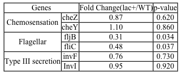 <strong>Passage The lac operon encodes the proteins that metabolize lactose and is a key biochemical feature that differentiates between members of the Enterobacteriaceae family.  For example, the severely virulent Salmonella typhimurium can be distinguished from its less virulent relative Escherichia coli by the absence of a lac operon.  Researchers propose that the evolutionary loss of the lac operon may contribute to S. typhimurium's ability to invade epithelial cells.To test the hypothesis, wild-type (WT) S. typhimurium cells were transformed with plasmids encoding components of the lac operon (Figure 1): β-galactosidase (lacZ<sup>+</sup>), lactose permease (lacY<sup>+</sup>), transacetylase (lacA<sup>+</sup>), or all three (lac<sup>+</sup>).  Each plasmid also contained genes for the lac repressor (lacI), which can inhibit lac operon transcription in the absence of lactose; the cAMP receptor protein (crp), which induces lac expression in low glucose; and a chloramphenicol resistance gene (cat).   <strong>Figure 1</strong>  Plasmid PYM-LACZYA (lac<sup>+</sup>), used to transform WT S. typhimurium.  Similar plasmids containing only one of the three lacZ, lacY, or lacA genes were also used.Virulence assays were performed in mice by inoculating with WT or lac<sup>+</sup> S. typhimurium.  The assays confirmed that lac<sup>+</sup> bacteria were less virulent than their WT counterparts, and that both WT and lac<sup>+</sup> bacteria were more virulent in the presence of glucose.  Subsequently, several genes related to invasion were analyzed for their expression levels in the presence or absence of lac plasmids (Table 1; Figure 2).<strong>Table 1</strong>  Transcription Levels of Invasion-Associated Genes in lac<sup>+</sup> S. typhimurium Relative to WT     <strong>Figure 2</strong>  Transcript concentrations of two S. typhimurium flagellar genes, fljB and fliC, in bacteria transformed with lacZ<sup>+</sup>, lacY<sup>+</sup>, lacA<sup>+</sup>, or lac<sup>+</sup> plasmids.  Concentrations are expressed as a percentage of WT levels. Adapted from Jiang L, Ni Z, Wang L, Feng L, Liu B. Loss of the lac operon contributes to Salmonella invasion of epithelial cells through derepression of flagellar synthesis. Curr Microbiol. 2015;70(3):315-23. Three antibiotic disks were placed on a bacterial culture.  One disk contained gentamicin (G), one contained chloramphenicol (C), and one contained ampicillin (A).  Based on this information, which of the following cultures represents a strain of Salmonella that has been transformed with the plasmid shown in Figure 1?</strong> A)   B)   C)   D)   <div style=padding-top: 35px> 