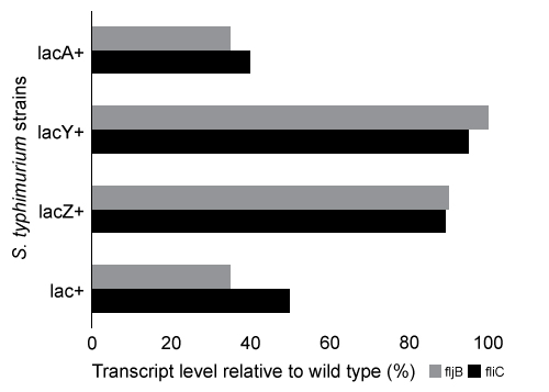<strong>Passage The lac operon encodes the proteins that metabolize lactose and is a key biochemical feature that differentiates between members of the Enterobacteriaceae family.  For example, the severely virulent Salmonella typhimurium can be distinguished from its less virulent relative Escherichia coli by the absence of a lac operon.  Researchers propose that the evolutionary loss of the lac operon may contribute to S. typhimurium's ability to invade epithelial cells.To test the hypothesis, wild-type (WT) S. typhimurium cells were transformed with plasmids encoding components of the lac operon (Figure 1): β-galactosidase (lacZ<sup>+</sup>), lactose permease (lacY<sup>+</sup>), transacetylase (lacA<sup>+</sup>), or all three (lac<sup>+</sup>).  Each plasmid also contained genes for the lac repressor (lacI), which can inhibit lac operon transcription in the absence of lactose; the cAMP receptor protein (crp), which induces lac expression in low glucose; and a chloramphenicol resistance gene (cat).   <strong>Figure 1</strong>  Plasmid PYM-LACZYA (lac<sup>+</sup>), used to transform WT S. typhimurium.  Similar plasmids containing only one of the three lacZ, lacY, or lacA genes were also used.Virulence assays were performed in mice by inoculating with WT or lac<sup>+</sup> S. typhimurium.  The assays confirmed that lac<sup>+</sup> bacteria were less virulent than their WT counterparts, and that both WT and lac<sup>+</sup> bacteria were more virulent in the presence of glucose.  Subsequently, several genes related to invasion were analyzed for their expression levels in the presence or absence of lac plasmids (Table 1; Figure 2).<strong>Table 1</strong>  Transcription Levels of Invasion-Associated Genes in lac<sup>+</sup> S. typhimurium Relative to WT     <strong>Figure 2</strong>  Transcript concentrations of two S. typhimurium flagellar genes, fljB and fliC, in bacteria transformed with lacZ<sup>+</sup>, lacY<sup>+</sup>, lacA<sup>+</sup>, or lac<sup>+</sup> plasmids.  Concentrations are expressed as a percentage of WT levels. Adapted from Jiang L, Ni Z, Wang L, Feng L, Liu B. Loss of the lac operon contributes to Salmonella invasion of epithelial cells through derepression of flagellar synthesis. Curr Microbiol. 2015;70(3):315-23. Three antibiotic disks were placed on a bacterial culture.  One disk contained gentamicin (G), one contained chloramphenicol (C), and one contained ampicillin (A).  Based on this information, which of the following cultures represents a strain of Salmonella that has been transformed with the plasmid shown in Figure 1?</strong> A)   B)   C)   D)   <div style=padding-top: 35px> 