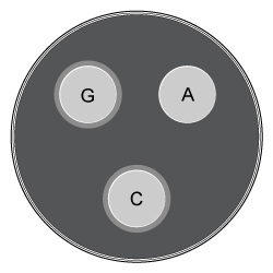 <strong>Passage The lac operon encodes the proteins that metabolize lactose and is a key biochemical feature that differentiates between members of the Enterobacteriaceae family.  For example, the severely virulent Salmonella typhimurium can be distinguished from its less virulent relative Escherichia coli by the absence of a lac operon.  Researchers propose that the evolutionary loss of the lac operon may contribute to S. typhimurium's ability to invade epithelial cells.To test the hypothesis, wild-type (WT) S. typhimurium cells were transformed with plasmids encoding components of the lac operon (Figure 1): β-galactosidase (lacZ<sup>+</sup>), lactose permease (lacY<sup>+</sup>), transacetylase (lacA<sup>+</sup>), or all three (lac<sup>+</sup>).  Each plasmid also contained genes for the lac repressor (lacI), which can inhibit lac operon transcription in the absence of lactose; the cAMP receptor protein (crp), which induces lac expression in low glucose; and a chloramphenicol resistance gene (cat).   <strong>Figure 1</strong>  Plasmid PYM-LACZYA (lac<sup>+</sup>), used to transform WT S. typhimurium.  Similar plasmids containing only one of the three lacZ, lacY, or lacA genes were also used.Virulence assays were performed in mice by inoculating with WT or lac<sup>+</sup> S. typhimurium.  The assays confirmed that lac<sup>+</sup> bacteria were less virulent than their WT counterparts, and that both WT and lac<sup>+</sup> bacteria were more virulent in the presence of glucose.  Subsequently, several genes related to invasion were analyzed for their expression levels in the presence or absence of lac plasmids (Table 1; Figure 2).<strong>Table 1</strong>  Transcription Levels of Invasion-Associated Genes in lac<sup>+</sup> S. typhimurium Relative to WT     <strong>Figure 2</strong>  Transcript concentrations of two S. typhimurium flagellar genes, fljB and fliC, in bacteria transformed with lacZ<sup>+</sup>, lacY<sup>+</sup>, lacA<sup>+</sup>, or lac<sup>+</sup> plasmids.  Concentrations are expressed as a percentage of WT levels. Adapted from Jiang L, Ni Z, Wang L, Feng L, Liu B. Loss of the lac operon contributes to Salmonella invasion of epithelial cells through derepression of flagellar synthesis. Curr Microbiol. 2015;70(3):315-23. Three antibiotic disks were placed on a bacterial culture.  One disk contained gentamicin (G), one contained chloramphenicol (C), and one contained ampicillin (A).  Based on this information, which of the following cultures represents a strain of Salmonella that has been transformed with the plasmid shown in Figure 1?</strong> A)   B)   C)   D)   <div style=padding-top: 35px> 