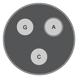 <strong>Passage The lac operon encodes the proteins that metabolize lactose and is a key biochemical feature that differentiates between members of the Enterobacteriaceae family.  For example, the severely virulent Salmonella typhimurium can be distinguished from its less virulent relative Escherichia coli by the absence of a lac operon.  Researchers propose that the evolutionary loss of the lac operon may contribute to S. typhimurium's ability to invade epithelial cells.To test the hypothesis, wild-type (WT) S. typhimurium cells were transformed with plasmids encoding components of the lac operon (Figure 1): β-galactosidase (lacZ<sup>+</sup>), lactose permease (lacY<sup>+</sup>), transacetylase (lacA<sup>+</sup>), or all three (lac<sup>+</sup>).  Each plasmid also contained genes for the lac repressor (lacI), which can inhibit lac operon transcription in the absence of lactose; the cAMP receptor protein (crp), which induces lac expression in low glucose; and a chloramphenicol resistance gene (cat).   <strong>Figure 1</strong>  Plasmid PYM-LACZYA (lac<sup>+</sup>), used to transform WT S. typhimurium.  Similar plasmids containing only one of the three lacZ, lacY, or lacA genes were also used.Virulence assays were performed in mice by inoculating with WT or lac<sup>+</sup> S. typhimurium.  The assays confirmed that lac<sup>+</sup> bacteria were less virulent than their WT counterparts, and that both WT and lac<sup>+</sup> bacteria were more virulent in the presence of glucose.  Subsequently, several genes related to invasion were analyzed for their expression levels in the presence or absence of lac plasmids (Table 1; Figure 2).<strong>Table 1</strong>  Transcription Levels of Invasion-Associated Genes in lac<sup>+</sup> S. typhimurium Relative to WT     <strong>Figure 2</strong>  Transcript concentrations of two S. typhimurium flagellar genes, fljB and fliC, in bacteria transformed with lacZ<sup>+</sup>, lacY<sup>+</sup>, lacA<sup>+</sup>, or lac<sup>+</sup> plasmids.  Concentrations are expressed as a percentage of WT levels. Adapted from Jiang L, Ni Z, Wang L, Feng L, Liu B. Loss of the lac operon contributes to Salmonella invasion of epithelial cells through derepression of flagellar synthesis. Curr Microbiol. 2015;70(3):315-23. Three antibiotic disks were placed on a bacterial culture.  One disk contained gentamicin (G), one contained chloramphenicol (C), and one contained ampicillin (A).  Based on this information, which of the following cultures represents a strain of Salmonella that has been transformed with the plasmid shown in Figure 1?</strong> A)   B)   C)   D)   <div style=padding-top: 35px> 