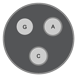 <strong>Passage The lac operon encodes the proteins that metabolize lactose and is a key biochemical feature that differentiates between members of the Enterobacteriaceae family.  For example, the severely virulent Salmonella typhimurium can be distinguished from its less virulent relative Escherichia coli by the absence of a lac operon.  Researchers propose that the evolutionary loss of the lac operon may contribute to S. typhimurium's ability to invade epithelial cells.To test the hypothesis, wild-type (WT) S. typhimurium cells were transformed with plasmids encoding components of the lac operon (Figure 1): β-galactosidase (lacZ<sup>+</sup>), lactose permease (lacY<sup>+</sup>), transacetylase (lacA<sup>+</sup>), or all three (lac<sup>+</sup>).  Each plasmid also contained genes for the lac repressor (lacI), which can inhibit lac operon transcription in the absence of lactose; the cAMP receptor protein (crp), which induces lac expression in low glucose; and a chloramphenicol resistance gene (cat).   <strong>Figure 1</strong>  Plasmid PYM-LACZYA (lac<sup>+</sup>), used to transform WT S. typhimurium.  Similar plasmids containing only one of the three lacZ, lacY, or lacA genes were also used.Virulence assays were performed in mice by inoculating with WT or lac<sup>+</sup> S. typhimurium.  The assays confirmed that lac<sup>+</sup> bacteria were less virulent than their WT counterparts, and that both WT and lac<sup>+</sup> bacteria were more virulent in the presence of glucose.  Subsequently, several genes related to invasion were analyzed for their expression levels in the presence or absence of lac plasmids (Table 1; Figure 2).<strong>Table 1</strong>  Transcription Levels of Invasion-Associated Genes in lac<sup>+</sup> S. typhimurium Relative to WT     <strong>Figure 2</strong>  Transcript concentrations of two S. typhimurium flagellar genes, fljB and fliC, in bacteria transformed with lacZ<sup>+</sup>, lacY<sup>+</sup>, lacA<sup>+</sup>, or lac<sup>+</sup> plasmids.  Concentrations are expressed as a percentage of WT levels. Adapted from Jiang L, Ni Z, Wang L, Feng L, Liu B. Loss of the lac operon contributes to Salmonella invasion of epithelial cells through derepression of flagellar synthesis. Curr Microbiol. 2015;70(3):315-23. Three antibiotic disks were placed on a bacterial culture.  One disk contained gentamicin (G), one contained chloramphenicol (C), and one contained ampicillin (A).  Based on this information, which of the following cultures represents a strain of Salmonella that has been transformed with the plasmid shown in Figure 1?</strong> A)   B)   C)   D)   <div style=padding-top: 35px> 