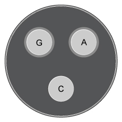 <strong>Passage The lac operon encodes the proteins that metabolize lactose and is a key biochemical feature that differentiates between members of the Enterobacteriaceae family.  For example, the severely virulent Salmonella typhimurium can be distinguished from its less virulent relative Escherichia coli by the absence of a lac operon.  Researchers propose that the evolutionary loss of the lac operon may contribute to S. typhimurium's ability to invade epithelial cells.To test the hypothesis, wild-type (WT) S. typhimurium cells were transformed with plasmids encoding components of the lac operon (Figure 1): β-galactosidase (lacZ<sup>+</sup>), lactose permease (lacY<sup>+</sup>), transacetylase (lacA<sup>+</sup>), or all three (lac<sup>+</sup>).  Each plasmid also contained genes for the lac repressor (lacI), which can inhibit lac operon transcription in the absence of lactose; the cAMP receptor protein (crp), which induces lac expression in low glucose; and a chloramphenicol resistance gene (cat).   <strong>Figure 1</strong>  Plasmid PYM-LACZYA (lac<sup>+</sup>), used to transform WT S. typhimurium.  Similar plasmids containing only one of the three lacZ, lacY, or lacA genes were also used.Virulence assays were performed in mice by inoculating with WT or lac<sup>+</sup> S. typhimurium.  The assays confirmed that lac<sup>+</sup> bacteria were less virulent than their WT counterparts, and that both WT and lac<sup>+</sup> bacteria were more virulent in the presence of glucose.  Subsequently, several genes related to invasion were analyzed for their expression levels in the presence or absence of lac plasmids (Table 1; Figure 2).<strong>Table 1</strong>  Transcription Levels of Invasion-Associated Genes in lac<sup>+</sup> S. typhimurium Relative to WT     <strong>Figure 2</strong>  Transcript concentrations of two S. typhimurium flagellar genes, fljB and fliC, in bacteria transformed with lacZ<sup>+</sup>, lacY<sup>+</sup>, lacA<sup>+</sup>, or lac<sup>+</sup> plasmids.  Concentrations are expressed as a percentage of WT levels. Adapted from Jiang L, Ni Z, Wang L, Feng L, Liu B. Loss of the lac operon contributes to Salmonella invasion of epithelial cells through derepression of flagellar synthesis. Curr Microbiol. 2015;70(3):315-23. Three antibiotic disks were placed on a bacterial culture.  One disk contained gentamicin (G), one contained chloramphenicol (C), and one contained ampicillin (A).  Based on this information, which of the following cultures represents a strain of Salmonella that has been transformed with the plasmid shown in Figure 1?</strong> A)   B)   C)   D)   <div style=padding-top: 35px> 
