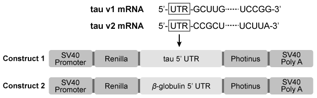 <strong>Passage Alzheimer disease (AD) is a progressive condition affecting memory and cognition that can be pathologically characterized by the presence of neurofibrillary tangles (NFTs).  NFTs, aggregates of hyperphosphorylated tau proteins that have dissociated from microtubules, are believed to contribute to neuronal degradation and subsequent AD symptoms.  In general, ribosomes initiate translation of tau mRNA by binding the 7-methylguanosine (m7Gpp) cap present at the end of the 5′ untranslated region (UTR) of the mRNA molecule.  However, researchers believe that tau protein translation initiation can occur without recognition of the m7Gpp cap.  This alternate mechanism, referred to as cap-independent translation, indicates that ribosomes are recruited by internal ribosome entry sites (IRES) generally located in the 5′ UTR of the mRNA sequence.To determine the initiation mechanism of tau mRNA translation, neuroblastoma cells of AD mice were transfected with two different DNA constructs (Figure 1).  Construct 1 contained the 5′ UTR of tau mRNA isoforms (v1 and v2) extracted from cells displaying NFTs.  Construct 2 included the 5′ UTR of the β-globulin gene, which normally codes for a plasma protein.  The luciferase reporter genes, Renillla and Photinus, were also included in the two constructs. /_ /_   <strong>Figure 1</strong>  DNA constructs containing β-globulin or tau gene used to transfect neuroblastoma cellsLuciferase gene expression from the constructs was monitored in the absence and presence of a synthetic m7Gpp cap analog (Figure 2).  Translation of Renillla luciferase mRNA depended on ribosomal binding to the m7Gpp cap of the mRNA, but translation of Photinus luciferase required ribosome recruitment by an IRES in the 5′ UTR of the adjacent gene.   <strong>Figure 2</strong>  Luciferase activity in neuroblastoma cells exposed to m7Gpp cap analogIn a second study, researchers used siRNA to target initiation factor eIF4E, a peptide translated in a cap-dependent manner that facilitates the binding of ribosomes to the m7Gpp cap.  Expression of factor eIF4E, elongation factor eEF2K, and tau v2 protein was assessed in siRNA-treated cells (Figure 3).   <strong>Figure 3</strong>  Western blot of eIF4E, eEF2K, and tau v2 extracted from non-AD cells treated with eIF4E siRNA Adapted from Veo BL, Krushel LA. Translation initiation of the human tau mRNA through an internal ribosomal entry site. J Alzheimers Dis. 2009; 16(2):271-5. What conclusion can be made from the results shown in Figure 3?</strong> A)siRNA only binds the mRNA transcripts of proteins that facilitate IRES-ribosome binding. B)siRNA signals for the degradation of proteins that facilitate elongation of tau v2 proteins. C)eIF4e mRNA is translated via a cap-independent process. D)eEF2K mRNA is translated via a cap-dependent process. <div style=padding-top: 35px> 