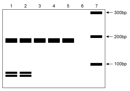 <strong>Passage Mitochondria are thought to have been independent bacterial organisms that were engulfed and integrated into eukaryotic cells approximately two billion years ago.  Most of the mitochondrial genome was lost or transferred into the large central genome of the eukaryotic nucleus, leaving only a residual genome within each mitochondrion.Because multiple mitochondria are found in the cell, mitochondrial DNA (mtDNA) mutations result in a condition known as heteroplasmy, or the intracellular mixture of wild-type mtDNA and mutant mtDNA.  Just as the cellular ratio of wild-type to mutant mtDNA varies, the overall mtDNA content within a tissue or organ is also highly variable.  For this reason, disease-causing mutant mtDNA manifests phenotypically only when the majority of mitochondria within a given tissue express the deleterious allele.  In addition, the variability in mtDNA content makes it possible for individuals with the same mitochondrial mutation to display drastically different clinical symptoms.To investigate how heteroplasmy influences disease manifestation, researchers analyzed an A to G substitution at nucleotide 3243 in the tRNA<sup>leu</sup> gene of mtDNA.  This mutation has been associated with hereditary hearing loss, diabetes mellitus, and a syndrome characterized by mitochondrial encephalomyopathy, lactic acidosis, and strokelike episodes.Family members who were confirmed to have the A3243G mutation were tested using an audiometry examination to assess hearing impairment, as shown in Table 1.  The subjects carried no other genetic mutations known to cause hearing loss.<strong>Table 1</strong>  Audiometry Results From Family Members with the A3243G Mutation   The blood samples of these subjects were collected, and the 3243 region of the tRNA<sup>leu</sup> gene was amplified via standard PCR.  The PCR products were subsequently treated with the restriction enzyme ApaI and visualized on a PAGE gel.  The normal undigested PCR product is 161 bp in length, but the PCR product amplified from the mutant A3243G is digested into two fragments by ApaI.   <strong>Figure 1</strong>  PAGE visualization of PCR products following ApaI digestion Adapted from Hadjivasiliou Z, Pomiankowski A, Seymour RM, Lane N. Selection for mitonuclear co-adaptation could favour the evolution of two sexes. Proc Biol Sci. 2012;279(1734):1865-72. What conclusion can be drawn from the results shown in Figure 1?</strong> A)The samples were analyzed under denaturing conditions. B)The samples were analyzed under reducing conditions. C)The samples were analyzed using a native gel. D)The samples were analyzed using a stable pH gradient. <div style=padding-top: 35px> 
