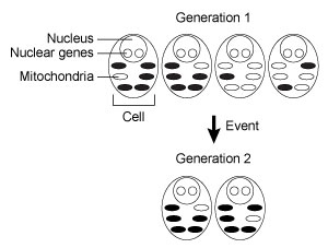 <strong>Passage Mitochondria are thought to have been independent bacterial organisms that were engulfed and integrated into eukaryotic cells approximately two billion years ago.  Most of the mitochondrial genome was lost or transferred into the large central genome of the eukaryotic nucleus, leaving only a residual genome within each mitochondrion.Because multiple mitochondria are found in the cell, mitochondrial DNA (mtDNA) mutations result in a condition known as heteroplasmy, or the intracellular mixture of wild-type mtDNA and mutant mtDNA.  Just as the cellular ratio of wild-type to mutant mtDNA varies, the overall mtDNA content within a tissue or organ is also highly variable.  For this reason, disease-causing mutant mtDNA manifests phenotypically only when the majority of mitochondria within a given tissue express the deleterious allele.  In addition, the variability in mtDNA content makes it possible for individuals with the same mitochondrial mutation to display drastically different clinical symptoms.To investigate how heteroplasmy influences disease manifestation, researchers analyzed an A to G substitution at nucleotide 3243 in the tRNA<sup>leu</sup> gene of mtDNA.  This mutation has been associated with hereditary hearing loss, diabetes mellitus, and a syndrome characterized by mitochondrial encephalomyopathy, lactic acidosis, and strokelike episodes.Family members who were confirmed to have the A3243G mutation were tested using an audiometry examination to assess hearing impairment, as shown in Table 1.  The subjects carried no other genetic mutations known to cause hearing loss.<strong>Table 1</strong>  Audiometry Results From Family Members with the A3243G Mutation   The blood samples of these subjects were collected, and the 3243 region of the tRNA<sup>leu</sup> gene was amplified via standard PCR.  The PCR products were subsequently treated with the restriction enzyme ApaI and visualized on a PAGE gel.  The normal undigested PCR product is 161 bp in length, but the PCR product amplified from the mutant A3243G is digested into two fragments by ApaI.   <strong>Figure 1</strong>  PAGE visualization of PCR products following ApaI digestion Adapted from Hadjivasiliou Z, Pomiankowski A, Seymour RM, Lane N. Selection for mitonuclear co-adaptation could favour the evolution of two sexes. Proc Biol Sci. 2012;279(1734):1865-72. The image below shows a population of unicellular organisms.  In each organism, the shaded mitochondria express a deleterious mutant allele of a mitochondrial gene, and the nonshaded mitochondria express the wild-type allele of that same gene.   Which of the following events most likely occurred between Generation 1 and Generation 2?</strong> A)Meiosis B)Population bottleneck C)Natural selection D)New mutation <div style=padding-top: 35px> 