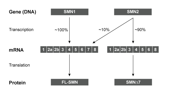 Passage Spinal muscular atrophy (SMA)  is an autosomal recessive neuromuscular disease affecting 1 in 10,000 live births.  The pathological hallmark of SMA is the loss of α-motor neurons in the spinal cord, which causes progressive paralysis and, ultimately, premature death in infants.  SMA is caused by insufficient levels of survival motor neuron (SMN) , a regulatory protein required for the maintenance of the spinal cord nerve cells that control voluntary muscle movement.The SMN protein is generated from the SMN1 and SMN2 genes, which differ in sequence by only a single nucleotide in exon 7.  In healthy individuals, the gene product of SMN1 is the full-length (FL)  SMN protein, and the gene products of SMN2 are both the FL-SMN protein as well as a truncated unstable protein (SMNΔ7)  that is rapidly degraded.  Approximately 90% of the SMN2 gene product is SMNΔ7, and only 10% is FL-SMN (Figure 1) .  In most patients with SMA, SMN1 is mutated such that its protein product is nonfunctional or deleted.  The disease phenotype arises because the SMN2 gene cannot fully compensate for the deficiency in FL-SMN protein synthesis.    <strong>Figure 1</strong>  Structure of SMN1 and SMN2 transcriptsAntisense oligonucleotides (ASOs)  that bind pre-mRNA were injected into SMA mice (SMN1<sup>−/−</sup>, SMN2<sup>+/+</sup>)  exhibiting progressive tail necrosis, a characteristic measure of SMA severity.  ASO therapy effectiveness was assessed by measuring the tail length of wild-type (WT)  mice and SMA mice exposed to increasing concentrations of ASOs (Figure 2) .    <strong>Figure 2</strong>  Tail length progression of WT mice compared to SMA mice treated with either saline or ASOs Adapted from Lorson CL, Hahnen E, Androphy EJ, Wirth B. A single nucleotide in the SMN gene regulates splicing and is responsible for spinal muscular atrophy. Proc Natl Acad Sci USA. 1999;96(11) :6307-11. -Researchers have discovered that SMN plays a role in its own mRNA processing, and that FL-SMN enhances the expression of small nuclear RNAs (snRNA)  required to produce mature FL-SMN mRNA.  In motor neurons of SMA patients, the feedback mechanism between SMN protein and SMN mature mRNA is shown in which northern blot sample? A)    B)    C)    D)   