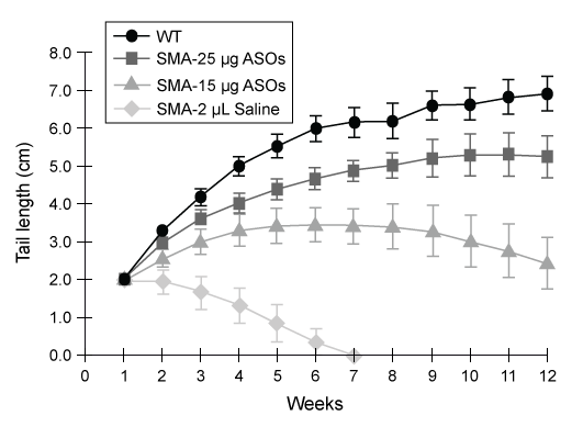 Passage Spinal muscular atrophy (SMA)  is an autosomal recessive neuromuscular disease affecting 1 in 10,000 live births.  The pathological hallmark of SMA is the loss of α-motor neurons in the spinal cord, which causes progressive paralysis and, ultimately, premature death in infants.  SMA is caused by insufficient levels of survival motor neuron (SMN) , a regulatory protein required for the maintenance of the spinal cord nerve cells that control voluntary muscle movement.The SMN protein is generated from the SMN1 and SMN2 genes, which differ in sequence by only a single nucleotide in exon 7.  In healthy individuals, the gene product of SMN1 is the full-length (FL)  SMN protein, and the gene products of SMN2 are both the FL-SMN protein as well as a truncated unstable protein (SMNΔ7)  that is rapidly degraded.  Approximately 90% of the SMN2 gene product is SMNΔ7, and only 10% is FL-SMN (Figure 1) .  In most patients with SMA, SMN1 is mutated such that its protein product is nonfunctional or deleted.  The disease phenotype arises because the SMN2 gene cannot fully compensate for the deficiency in FL-SMN protein synthesis.    <strong>Figure 1</strong>  Structure of SMN1 and SMN2 transcriptsAntisense oligonucleotides (ASOs)  that bind pre-mRNA were injected into SMA mice (SMN1<sup>−/−</sup>, SMN2<sup>+/+</sup>)  exhibiting progressive tail necrosis, a characteristic measure of SMA severity.  ASO therapy effectiveness was assessed by measuring the tail length of wild-type (WT)  mice and SMA mice exposed to increasing concentrations of ASOs (Figure 2) .    <strong>Figure 2</strong>  Tail length progression of WT mice compared to SMA mice treated with either saline or ASOs Adapted from Lorson CL, Hahnen E, Androphy EJ, Wirth B. A single nucleotide in the SMN gene regulates splicing and is responsible for spinal muscular atrophy. Proc Natl Acad Sci USA. 1999;96(11) :6307-11. -Researchers have discovered that SMN plays a role in its own mRNA processing, and that FL-SMN enhances the expression of small nuclear RNAs (snRNA)  required to produce mature FL-SMN mRNA.  In motor neurons of SMA patients, the feedback mechanism between SMN protein and SMN mature mRNA is shown in which northern blot sample? A)    B)    C)    D)   