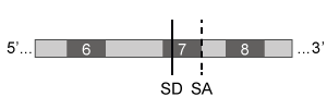 Passage Spinal muscular atrophy (SMA) is an autosomal recessive neuromuscular disease affecting 1 in 10,000 live births. The pathological hallmark of SMA is the loss of α-motor neurons in the spinal cord, which causes progressive paralysis and, ultimately, premature death in infants. SMA is caused by insufficient levels of survival motor neuron (SMN) , a regulatory protein required for the maintenance of the spinal cord nerve cells that control voluntary muscle movement.The SMN protein is generated from the SMN1 and SMN2 genes, which differ in sequence by only a single nucleotide in exon 7. In healthy individuals, the gene product of SMN1 is the full-length (FL) SMN protein, and the gene products of SMN2 are both the FL-SMN protein as well as a truncated unstable protein (SMNΔ7) that is rapidly degraded. Approximately 90% of the SMN2 gene product is SMNΔ7, and only 10% is FL-SMN (Figure 1) . In most patients with SMA, SMN1 is mutated such that its protein product is nonfunctional or deleted. The disease phenotype arises because the SMN2 gene cannot fully compensate for the deficiency in FL-SMN protein synthesis. <strong>Figure 1</strong> Structure of SMN1 and SMN2 transcriptsAntisense oligonucleotides (ASOs) that bind pre-mRNA were injected into SMA mice (SMN1<sup>−/−</sup>, SMN2<sup>+/+</sup>) exhibiting progressive tail necrosis, a characteristic measure of SMA severity. ASO therapy effectiveness was assessed by measuring the tail length of wild-type (WT) mice and SMA mice exposed to increasing concentrations of ASOs (Figure 2) . <strong>Figure 2</strong> Tail length progression of WT mice compared to SMA mice treated with either saline or ASOs Adapted from Lorson CL, Hahnen E, Androphy EJ, Wirth B. A single nucleotide in the SMN gene regulates splicing and is responsible for spinal muscular atrophy. Proc Natl Acad Sci USA. 1999;96(11) :6307-11. -Which of the following splicing mechanisms contributes to SMA pathology? (Note: SD = splice donor site; SA = splice acceptor site.) A) B) C) D)