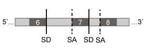 Passage Spinal muscular atrophy (SMA) is an autosomal recessive neuromuscular disease affecting 1 in 10,000 live births. The pathological hallmark of SMA is the loss of α-motor neurons in the spinal cord, which causes progressive paralysis and, ultimately, premature death in infants. SMA is caused by insufficient levels of survival motor neuron (SMN) , a regulatory protein required for the maintenance of the spinal cord nerve cells that control voluntary muscle movement.The SMN protein is generated from the SMN1 and SMN2 genes, which differ in sequence by only a single nucleotide in exon 7. In healthy individuals, the gene product of SMN1 is the full-length (FL) SMN protein, and the gene products of SMN2 are both the FL-SMN protein as well as a truncated unstable protein (SMNΔ7) that is rapidly degraded. Approximately 90% of the SMN2 gene product is SMNΔ7, and only 10% is FL-SMN (Figure 1) . In most patients with SMA, SMN1 is mutated such that its protein product is nonfunctional or deleted. The disease phenotype arises because the SMN2 gene cannot fully compensate for the deficiency in FL-SMN protein synthesis. <strong>Figure 1</strong> Structure of SMN1 and SMN2 transcriptsAntisense oligonucleotides (ASOs) that bind pre-mRNA were injected into SMA mice (SMN1<sup>−/−</sup>, SMN2<sup>+/+</sup>) exhibiting progressive tail necrosis, a characteristic measure of SMA severity. ASO therapy effectiveness was assessed by measuring the tail length of wild-type (WT) mice and SMA mice exposed to increasing concentrations of ASOs (Figure 2) . <strong>Figure 2</strong> Tail length progression of WT mice compared to SMA mice treated with either saline or ASOs Adapted from Lorson CL, Hahnen E, Androphy EJ, Wirth B. A single nucleotide in the SMN gene regulates splicing and is responsible for spinal muscular atrophy. Proc Natl Acad Sci USA. 1999;96(11) :6307-11. -Which of the following splicing mechanisms contributes to SMA pathology? (Note: SD = splice donor site; SA = splice acceptor site.) A) B) C) D)