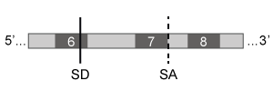 Passage Spinal muscular atrophy (SMA) is an autosomal recessive neuromuscular disease affecting 1 in 10,000 live births. The pathological hallmark of SMA is the loss of α-motor neurons in the spinal cord, which causes progressive paralysis and, ultimately, premature death in infants. SMA is caused by insufficient levels of survival motor neuron (SMN) , a regulatory protein required for the maintenance of the spinal cord nerve cells that control voluntary muscle movement.The SMN protein is generated from the SMN1 and SMN2 genes, which differ in sequence by only a single nucleotide in exon 7. In healthy individuals, the gene product of SMN1 is the full-length (FL) SMN protein, and the gene products of SMN2 are both the FL-SMN protein as well as a truncated unstable protein (SMNΔ7) that is rapidly degraded. Approximately 90% of the SMN2 gene product is SMNΔ7, and only 10% is FL-SMN (Figure 1) . In most patients with SMA, SMN1 is mutated such that its protein product is nonfunctional or deleted. The disease phenotype arises because the SMN2 gene cannot fully compensate for the deficiency in FL-SMN protein synthesis. <strong>Figure 1</strong> Structure of SMN1 and SMN2 transcriptsAntisense oligonucleotides (ASOs) that bind pre-mRNA were injected into SMA mice (SMN1<sup>−/−</sup>, SMN2<sup>+/+</sup>) exhibiting progressive tail necrosis, a characteristic measure of SMA severity. ASO therapy effectiveness was assessed by measuring the tail length of wild-type (WT) mice and SMA mice exposed to increasing concentrations of ASOs (Figure 2) . <strong>Figure 2</strong> Tail length progression of WT mice compared to SMA mice treated with either saline or ASOs Adapted from Lorson CL, Hahnen E, Androphy EJ, Wirth B. A single nucleotide in the SMN gene regulates splicing and is responsible for spinal muscular atrophy. Proc Natl Acad Sci USA. 1999;96(11) :6307-11. -Which of the following splicing mechanisms contributes to SMA pathology? (Note: SD = splice donor site; SA = splice acceptor site.) A) B) C) D)