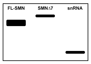 Passage Spinal muscular atrophy (SMA) is an autosomal recessive neuromuscular disease affecting 1 in 10,000 live births. The pathological hallmark of SMA is the loss of α-motor neurons in the spinal cord, which causes progressive paralysis and, ultimately, premature death in infants. SMA is caused by insufficient levels of survival motor neuron (SMN) , a regulatory protein required for the maintenance of the spinal cord nerve cells that control voluntary muscle movement.The SMN protein is generated from the SMN1 and SMN2 genes, which differ in sequence by only a single nucleotide in exon 7. In healthy individuals, the gene product of SMN1 is the full-length (FL) SMN protein, and the gene products of SMN2 are both the FL-SMN protein as well as a truncated unstable protein (SMNΔ7) that is rapidly degraded. Approximately 90% of the SMN2 gene product is SMNΔ7, and only 10% is FL-SMN (Figure 1) . In most patients with SMA, SMN1 is mutated such that its protein product is nonfunctional or deleted. The disease phenotype arises because the SMN2 gene cannot fully compensate for the deficiency in FL-SMN protein synthesis. <strong>Figure 1</strong> Structure of SMN1 and SMN2 transcriptsAntisense oligonucleotides (ASOs) that bind pre-mRNA were injected into SMA mice (SMN1<sup>−/−</sup>, SMN2<sup>+/+</sup>) exhibiting progressive tail necrosis, a characteristic measure of SMA severity. ASO therapy effectiveness was assessed by measuring the tail length of wild-type (WT) mice and SMA mice exposed to increasing concentrations of ASOs (Figure 2) . <strong>Figure 2</strong> Tail length progression of WT mice compared to SMA mice treated with either saline or ASOs Adapted from Lorson CL, Hahnen E, Androphy EJ, Wirth B. A single nucleotide in the SMN gene regulates splicing and is responsible for spinal muscular atrophy. Proc Natl Acad Sci USA. 1999;96(11) :6307-11. -Researchers have discovered that SMN plays a role in its own mRNA processing, and that FL-SMN enhances the expression of small nuclear RNAs (snRNA) required to produce mature FL-SMN mRNA. In motor neurons of SMA patients, the feedback mechanism between SMN protein and SMN mature mRNA is shown in which northern blot sample? A) B) C) D)