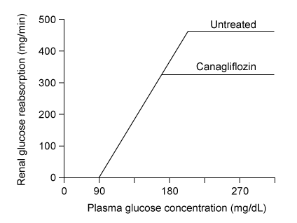 Passage Renal reabsorption of glucose is facilitated by sodium-glucose linked transporters (SGLTs) , which are secondary active transport proteins located in the apical membrane of the proximal tubular cells in the kidney.  SGLT activity determines the transport maximum of glucose T<sub>m</sub>, the maximum rate at which the kidneys can reabsorb glucose.Excretion of glucose in the urine (glycosuria)  occurs when the glomerular filtration rate (GFR)  of glucose exceeds the T<sub>m</sub>.  Glycosuria is a symptom of diabetes mellitus, a disease marked by hyperglycemia (elevated serum glucose) .  Uncontrolled hyperglycemia can damage the nerves that innervate urinary tract musculature, resulting in urinary retention (inability to fully empty the bladder)  or incontinence (involuntary urine leakage) .Canagliflozin is a SGLT inhibitor used for the treatment for diabetes.  The effect of canagliflozin on renal glucose reabsorption was tested in a glucose infusion experiment in patients with type 2 diabetes mellitus (T2DM) .  First, researchers measured the participants' fasting serum glucose levels (average ~80 mg/dL)  and then began a continuous intravenous infusion of a glucose solution.  The rate of glucose infusion was adjusted such that blood glucose concentration steadily rose to 300 mg/dL.  Blood and urine glucose concentrations were measured at 30-minute intervals.  The experiment was later repeated in the same patients following canagliflozin administration (100 mg, once a day for seven days) .  The results of both trials are shown in Figure 1.    <strong>Figure 1</strong>  Mean urine glucose excretion versus blood glucose concentration in patients with T2DM, with and without canagliflozin treatmentResearchers then estimated the new T<sub>m</sub> of glucose following canagliflozin treatment (Figure 2) .  Canagliflozin was found to also lower fasting blood glucose in individuals with T2DM.  Side effects included weight loss, increased urinary frequency, excessive thirst, and blood pressure reduction.    <strong>Figure 2</strong>  Mean rate of renal glucose reabsorption versus plasma glucose concentration in patients with T2DM, with and without canagliflozin treatment -The critical concentration of plasma glucose necessary to induce glycosuria is termed the renal threshold of glucose.  Compared to untreated T2DM patients, the renal threshold of glucose in T2DM patients treated with canagliflozin is: A) higher by approximately 75 mg/dL. B) higher by approximately 175 mg/dL. C) lower by approximately 115 mg/dL. D) lower by approximately 300 mg/dL.